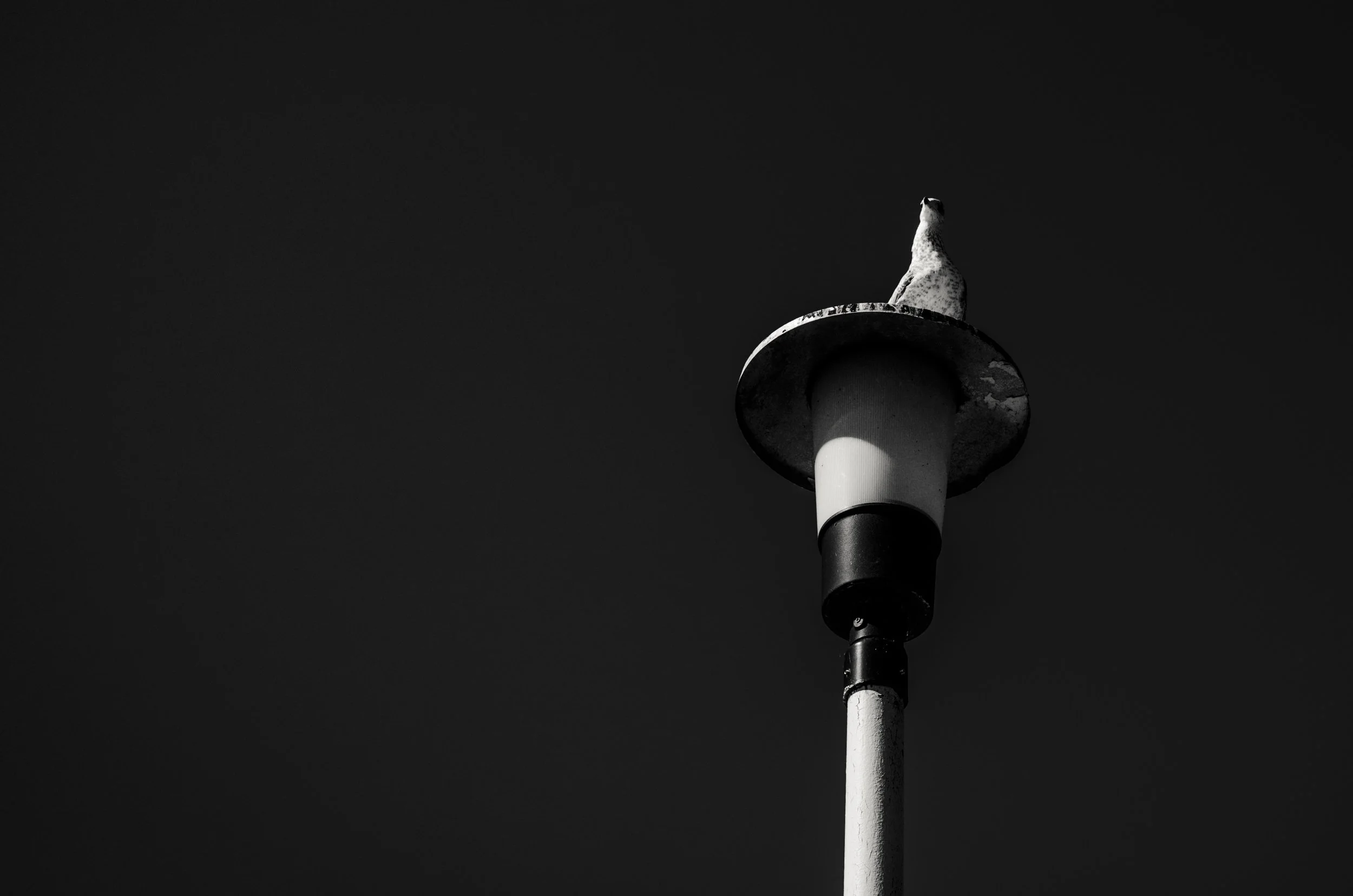 lightpostbird.jpg