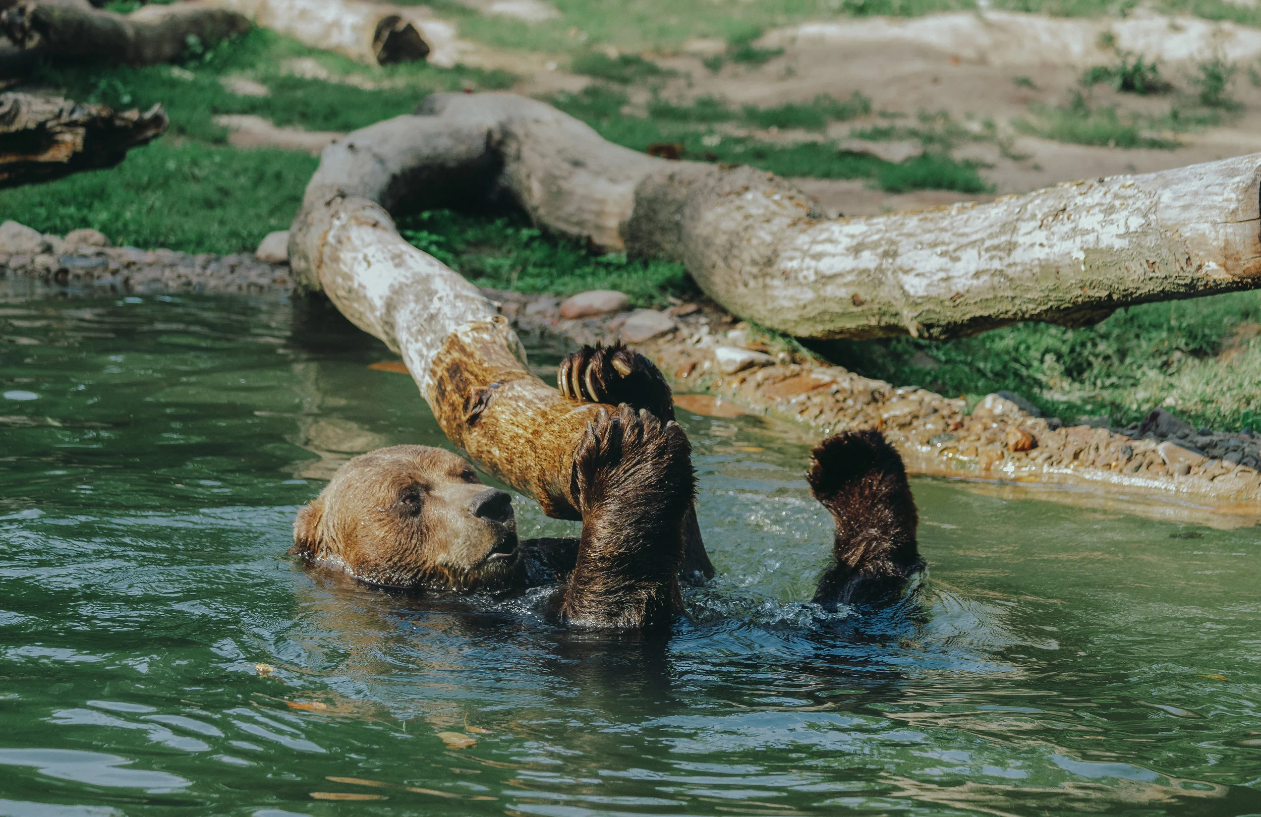 Grizzly Bear.jpg