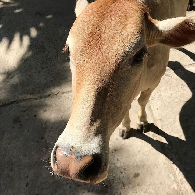 Our village cows are beauties. They go where they please. I love cows  #cows #village #beautiful #animals #beachlife #srilanka