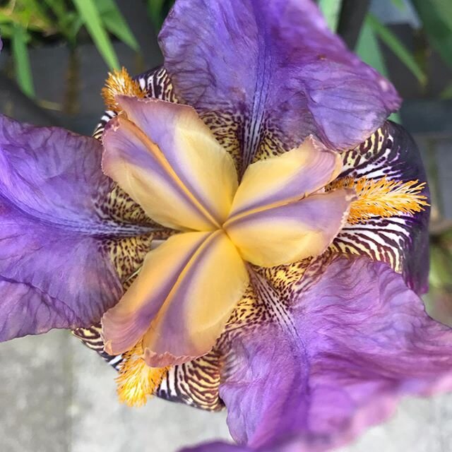 Earth day. The colour purple, number 7. Came across this beauty today. Growing between the sidewalk and the wall of a church . Incredible . #earthday #mothernature  #colour #seven #purple