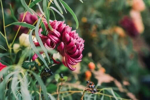 DAVENPORT SHOWCASE 19-101_preview.jpeg