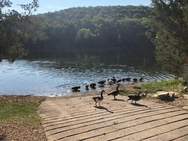 Many online reviews complain about the lake being overrun with Canadian geese but the small flock of geese are harmless and they give the kids something to feed their sandwich crust to.