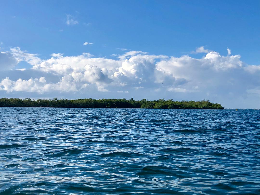 The mangrove island in the distance.