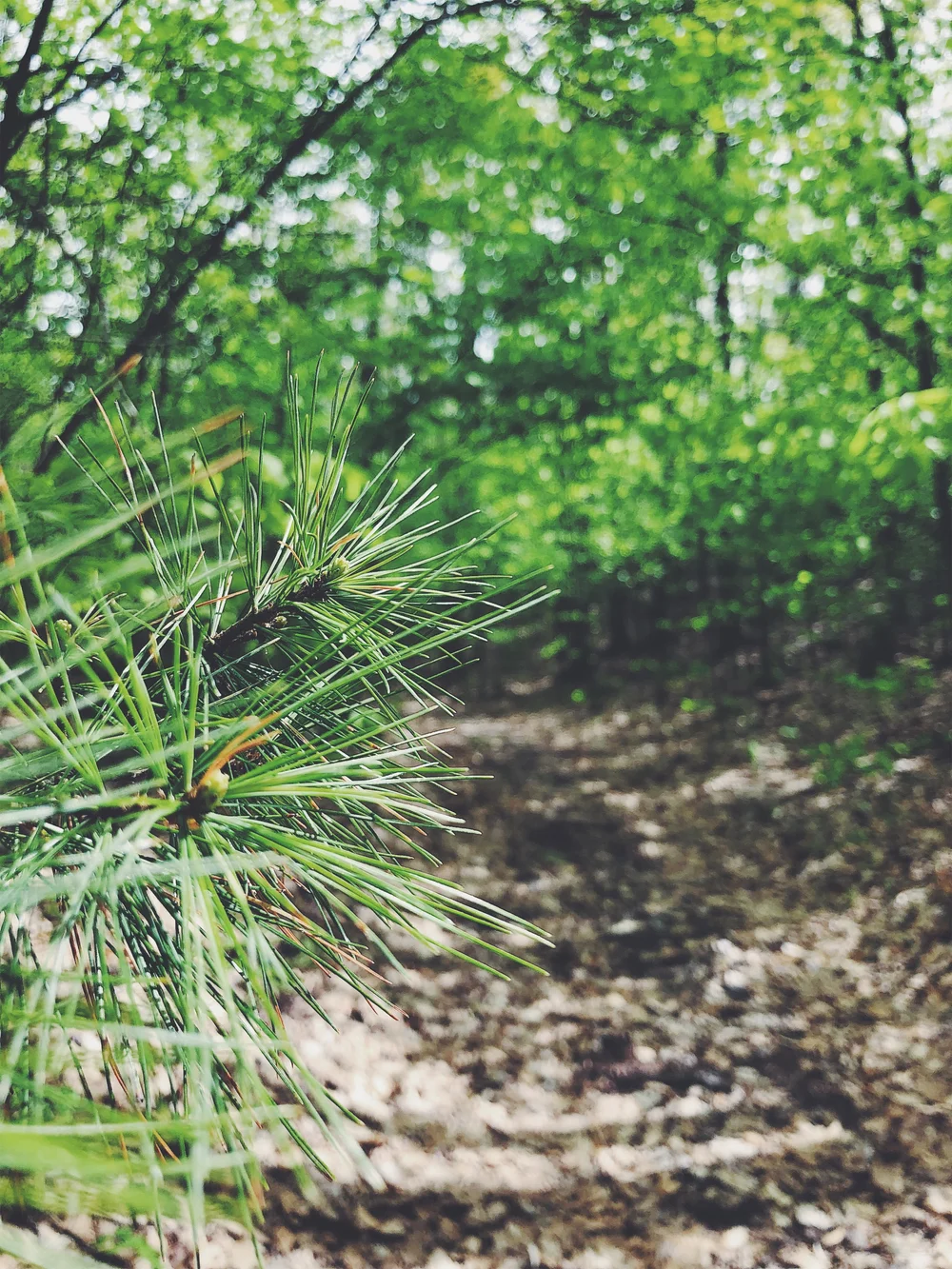 JPEG image-526F2A8F1E1C-6.jpeg