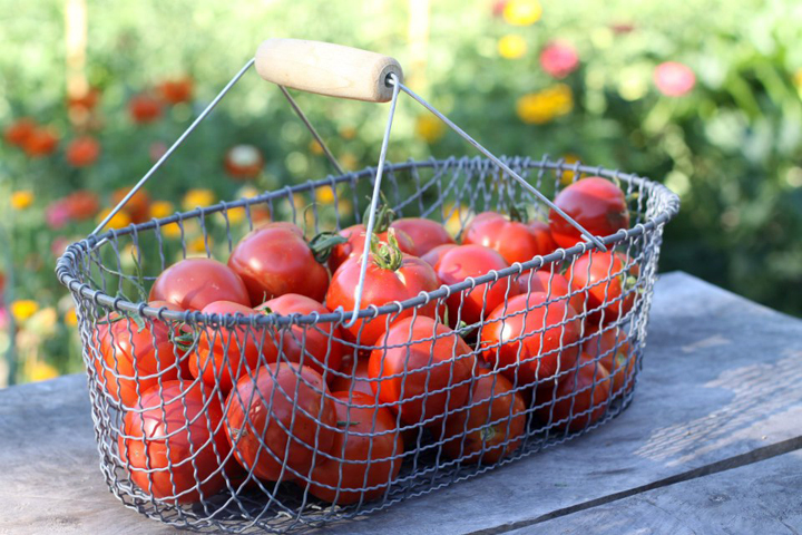 tomato-basket.jpg