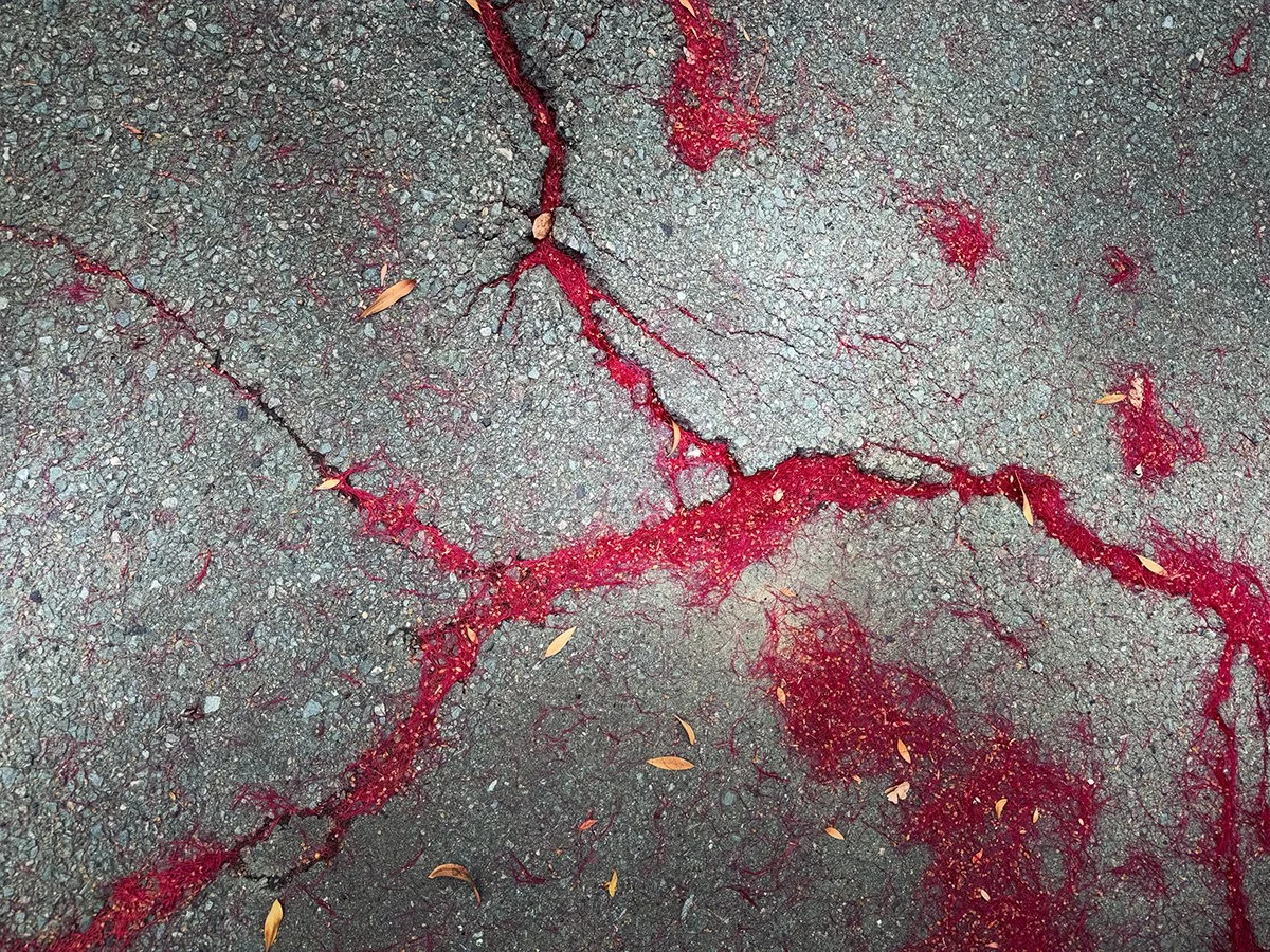 CallistemoninAsphalt1200.jpg