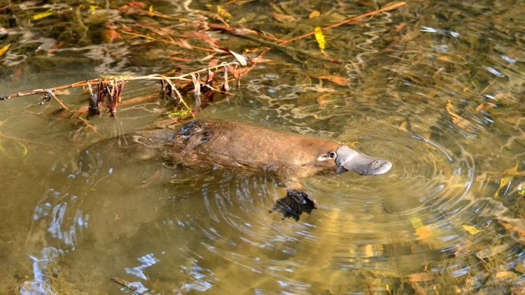 Wild_Platypus_4.jpg