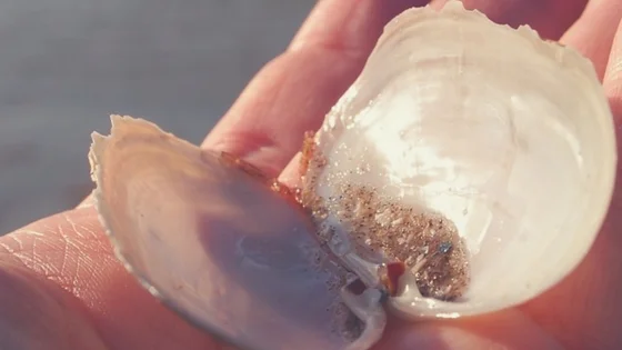 Are your great ideas like precious pearls caught in a big bag of thwart?