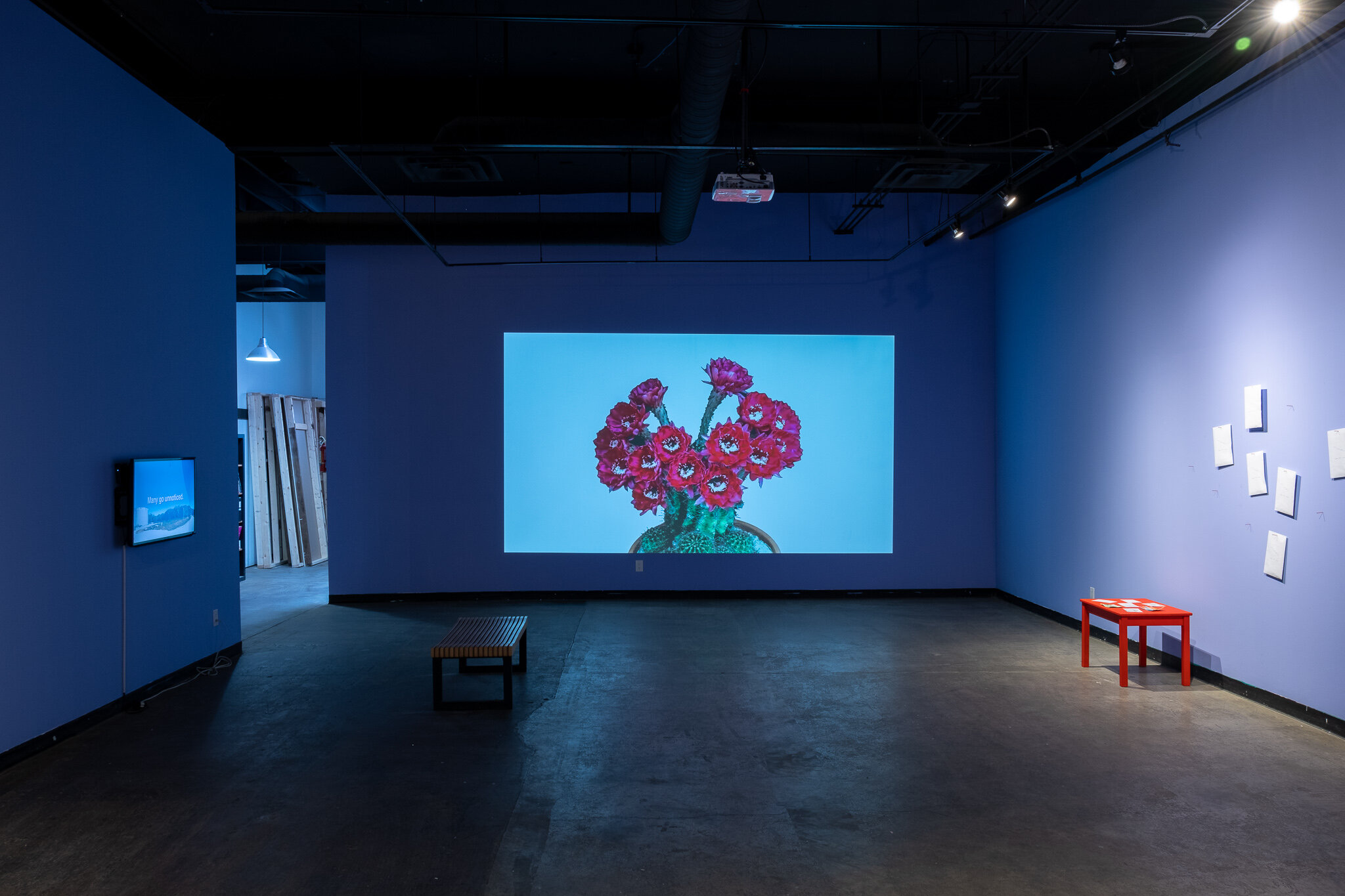  We are looking into one of the gallery spaces for the exhibition “Even the Birds are Walking”. Straight ahead of us, there is a projection showing a bundle of red and pink flowers wilting against a white background. To our left, there is a small scr