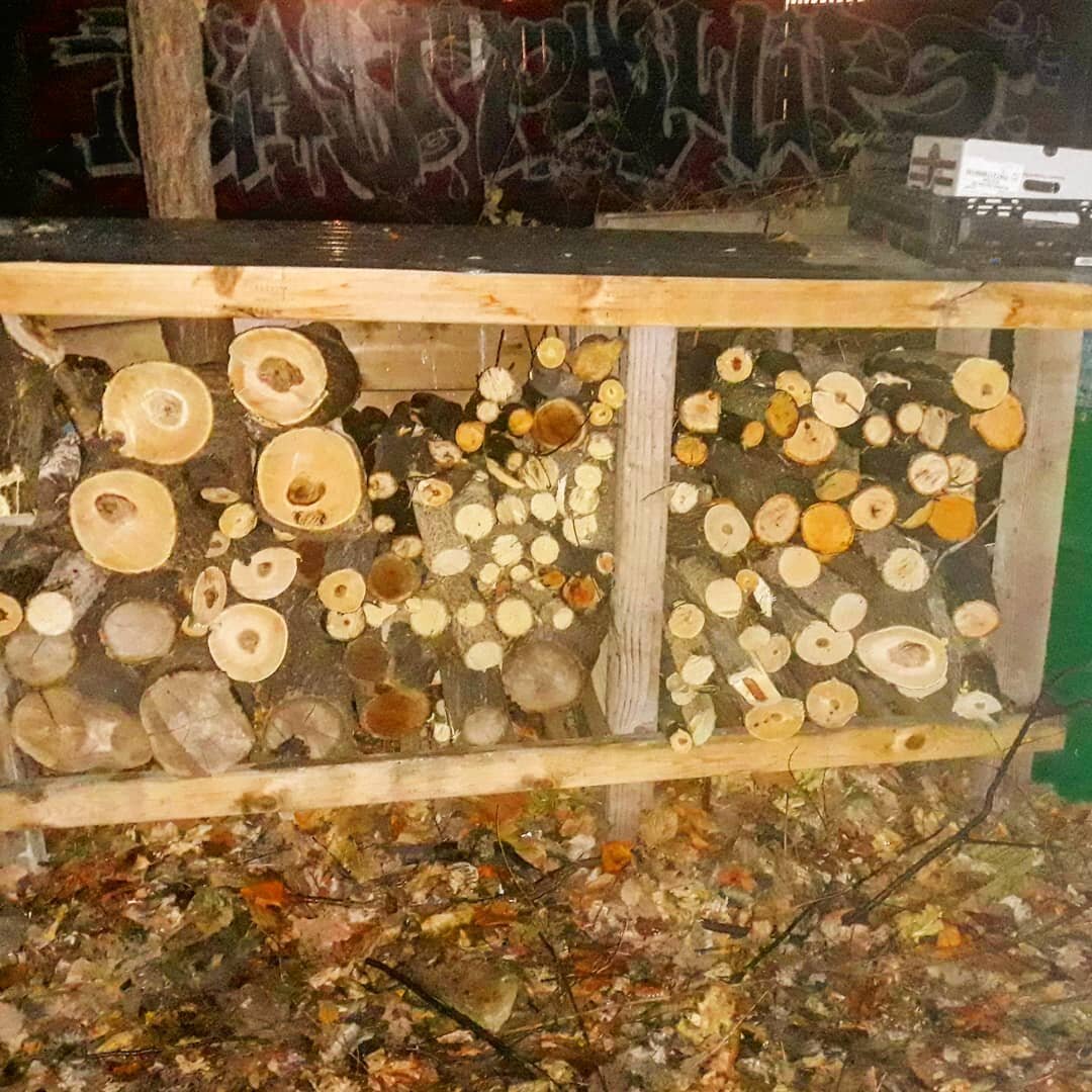 Today I spent some time cutting wood from trees that were trimmed in the yard attatched to the home space I rent. I am Grateful for something to do, the tools and space to learn to use them. Glad for the inspration to do so. I love the thoughts that 