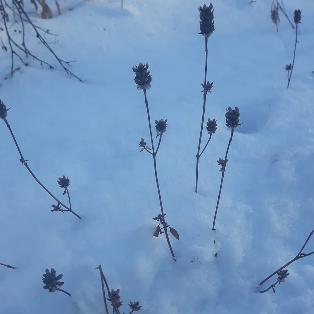 I hope you go out into the winter wonderland and explore it is so beautiful and endearing to see these plants in there winter phases and listen to the snowfall