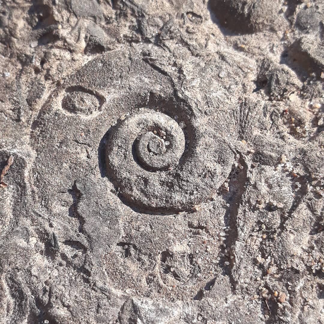 Natures patterns are all around us. Stoping to take the time to sit and observe offers the yeild of small treasures,  there was a litte fosil in the large rock I was resting on. Greatfull for friends and the many wild spaces in Minneapolis. Spring is