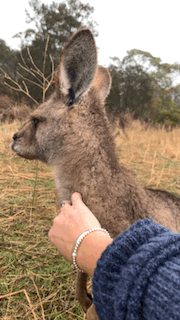 Wallaby enjoying a scratch