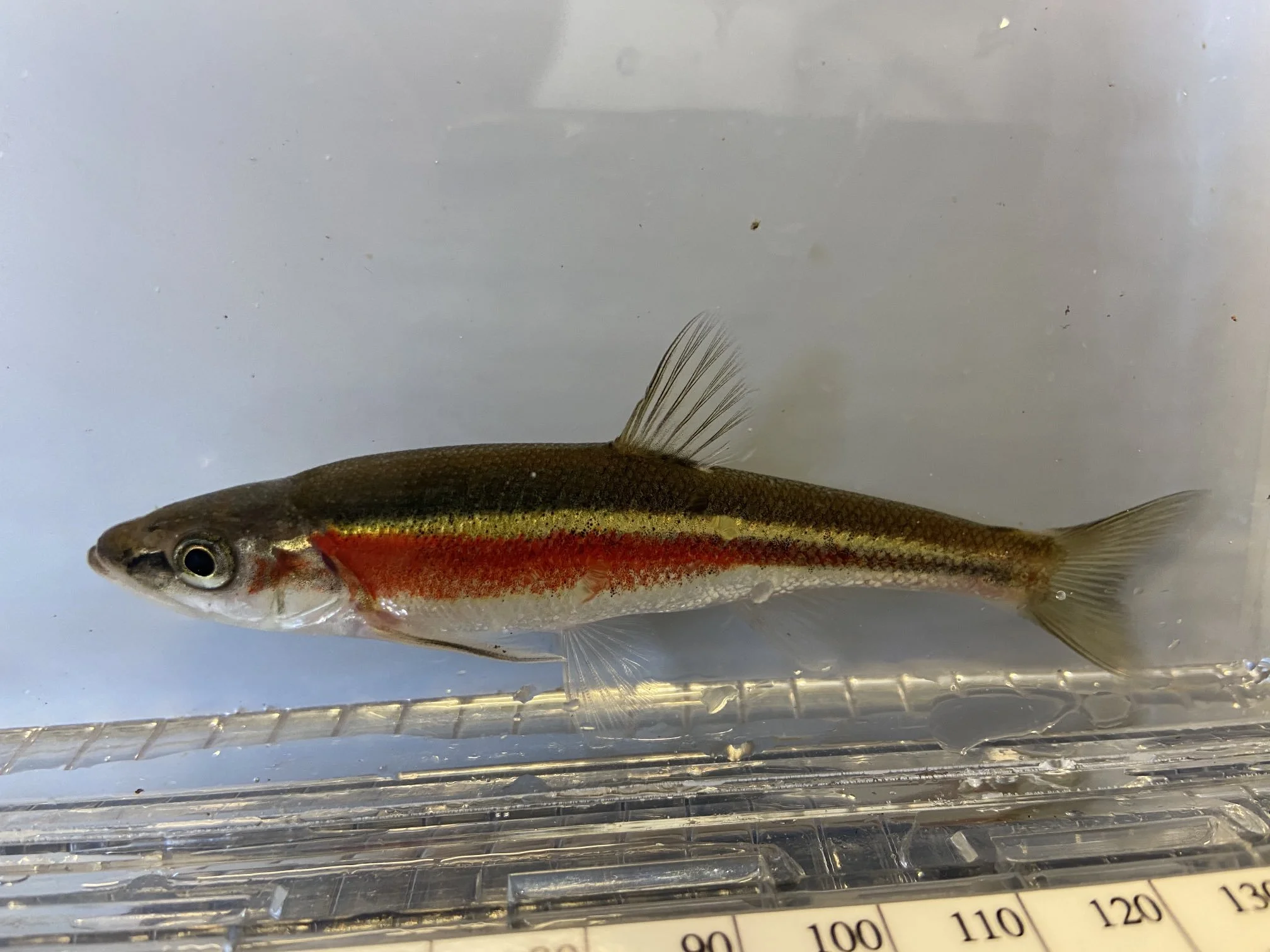 Redside Dace.jpg