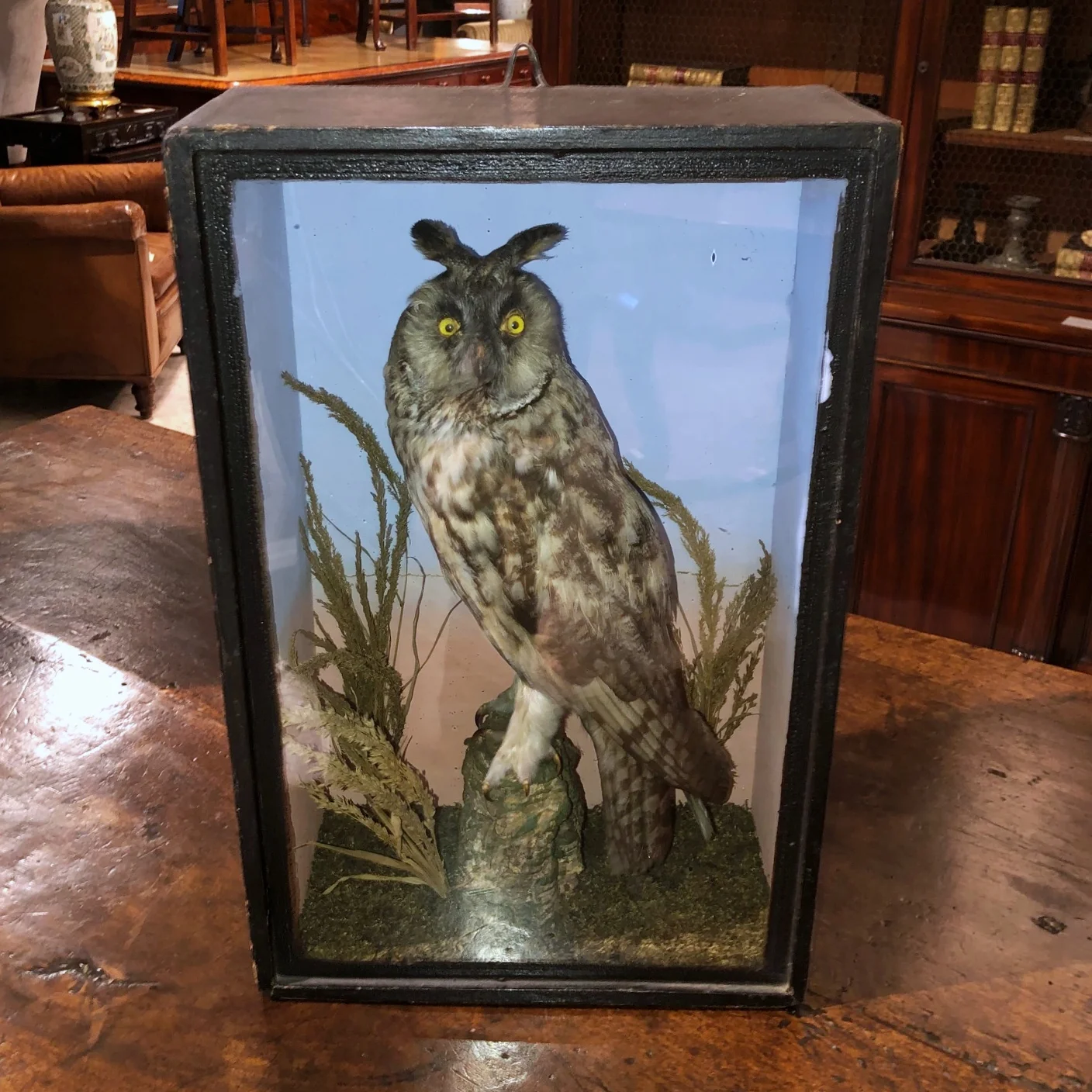 late-19th-century-taxidermy-owl-antique.jpg