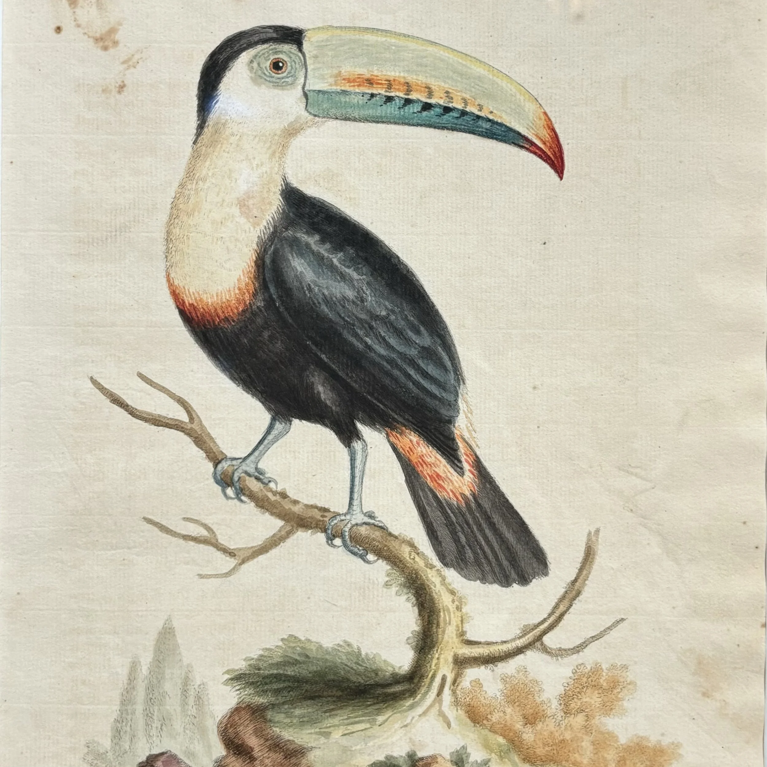 Antique-18th-century-bird-engravings-George-Edwards-2.jpeg