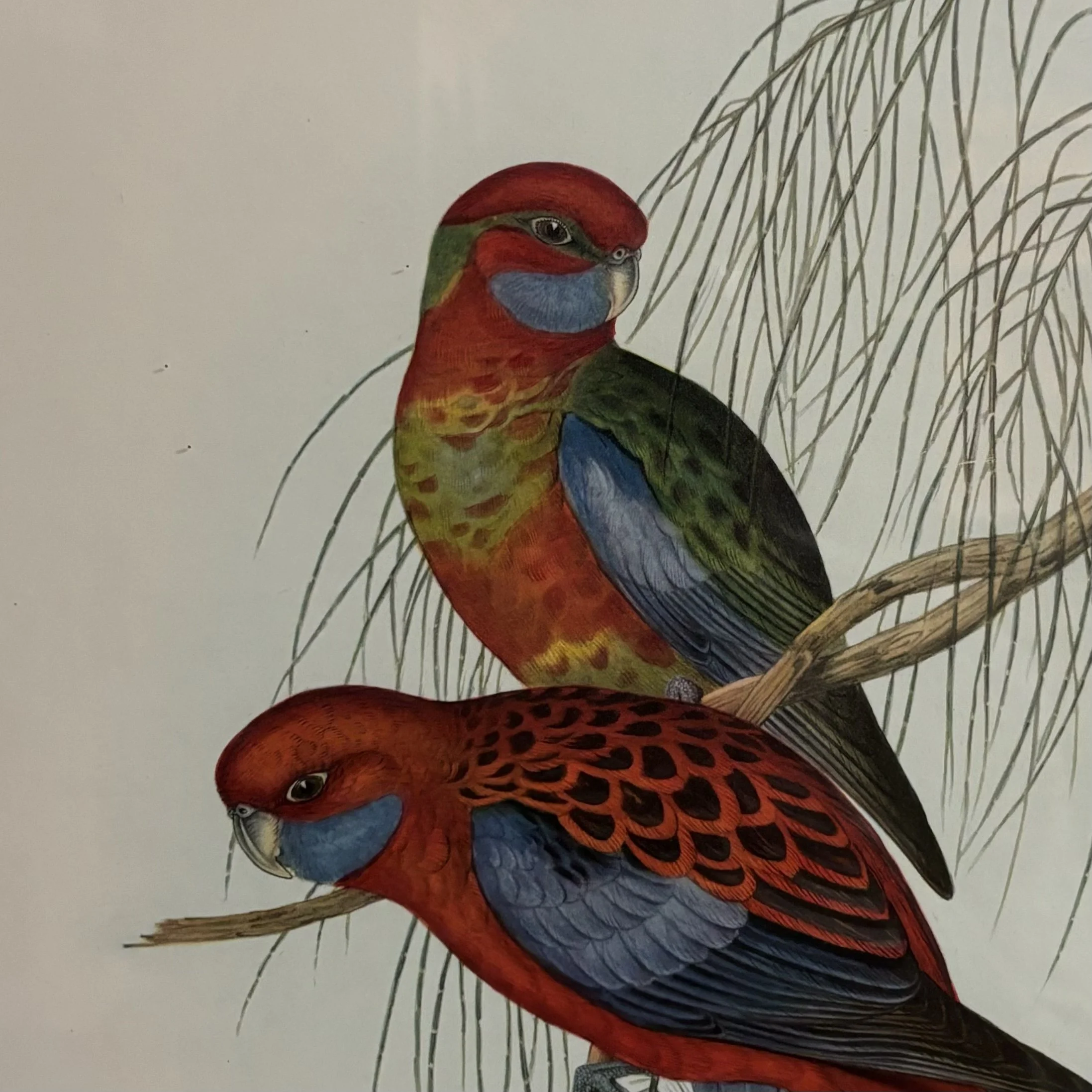 Pair-antique-Tasmanian-birds-eye-huon-pine-frames-2.jpeg
