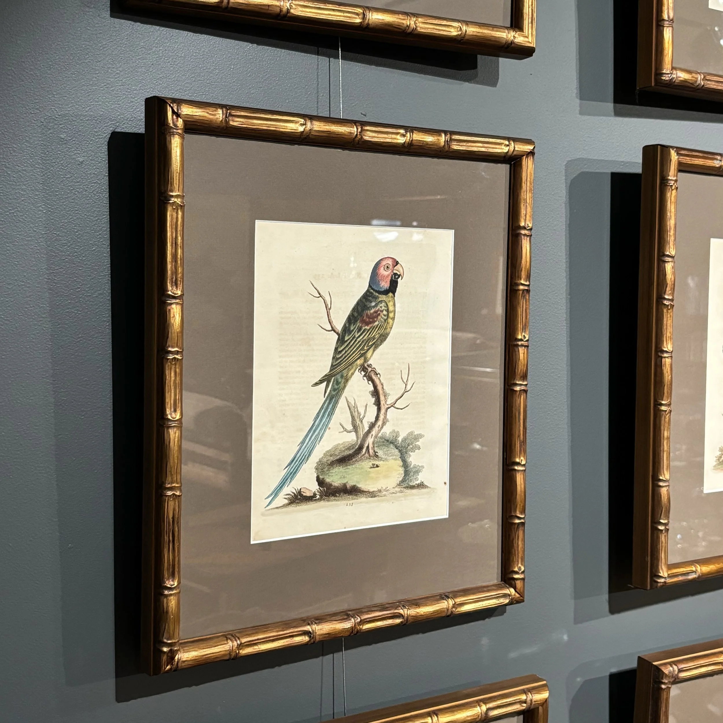 Antique-18th-century-bird-engravings-George-Edwards-3.jpeg