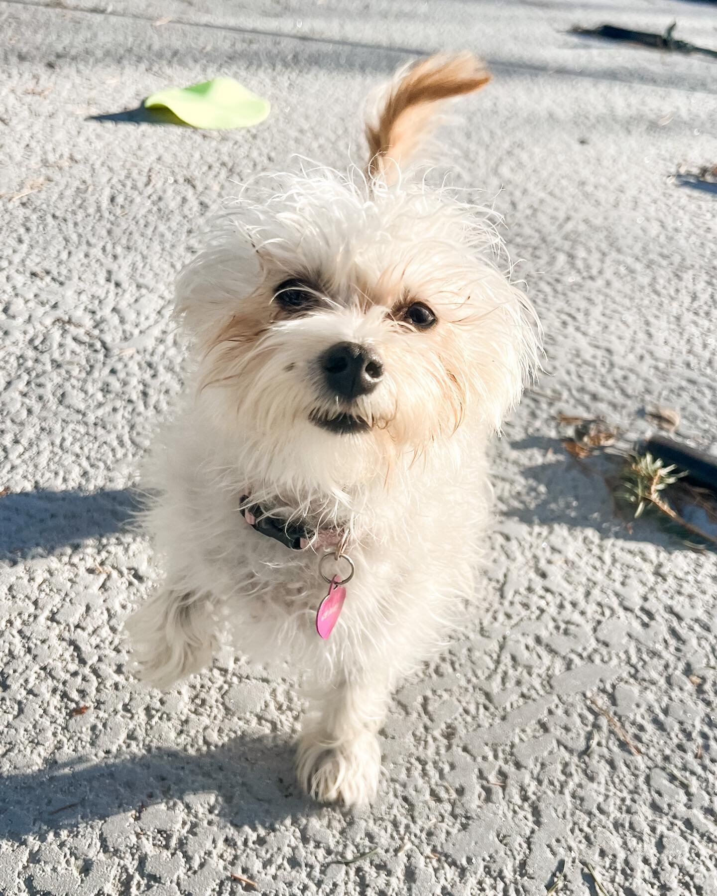 Who is this adorable ball of scruffy fluff happily bounding towards the camera? Why it&rsquo;s former scaredy-dog Gemma! 
Shannon helped this sweet little nugget gain so much confidence thanks to her patience and extra care to ensure she didn&rsquo;t