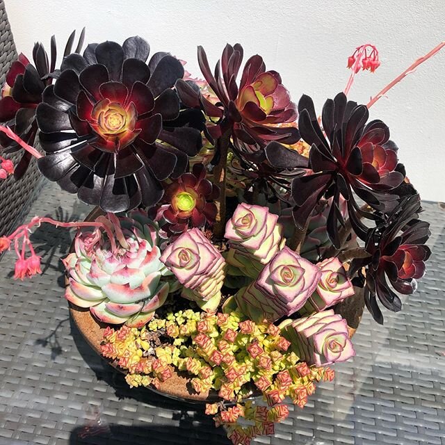 Love to seen them #succulents bloom #succulentsandmore
#succulentsandmorebyelvira
#droughttolerant
#succulentsofinstagram
#succulentplantdesign
#pottedplants

@elvirahcole