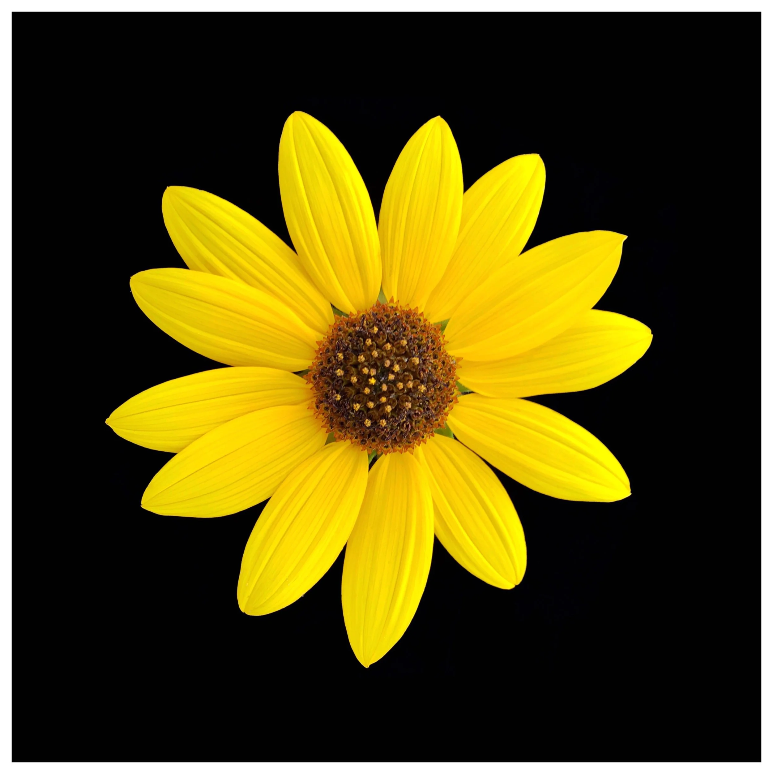 Helianthus