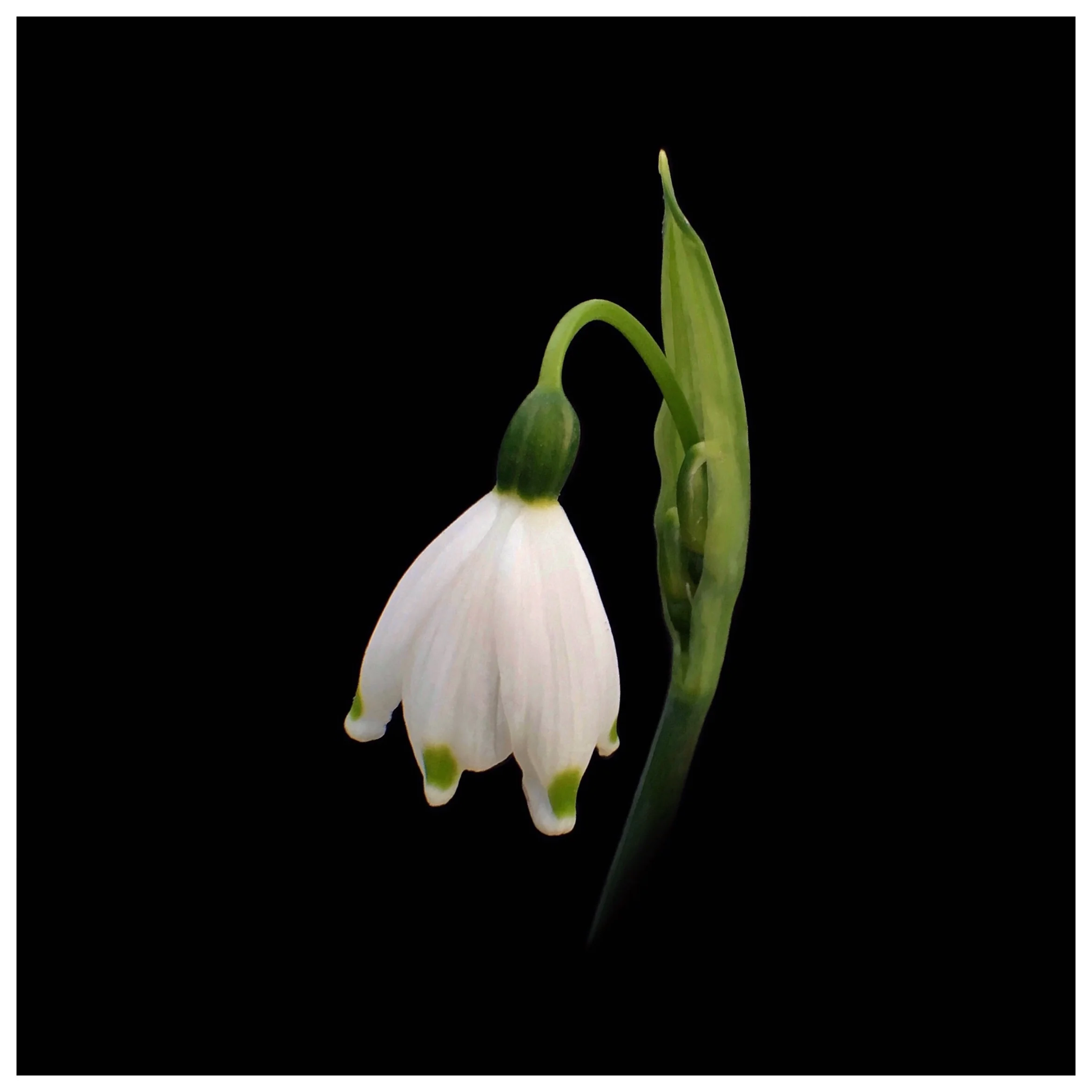 Galanthus