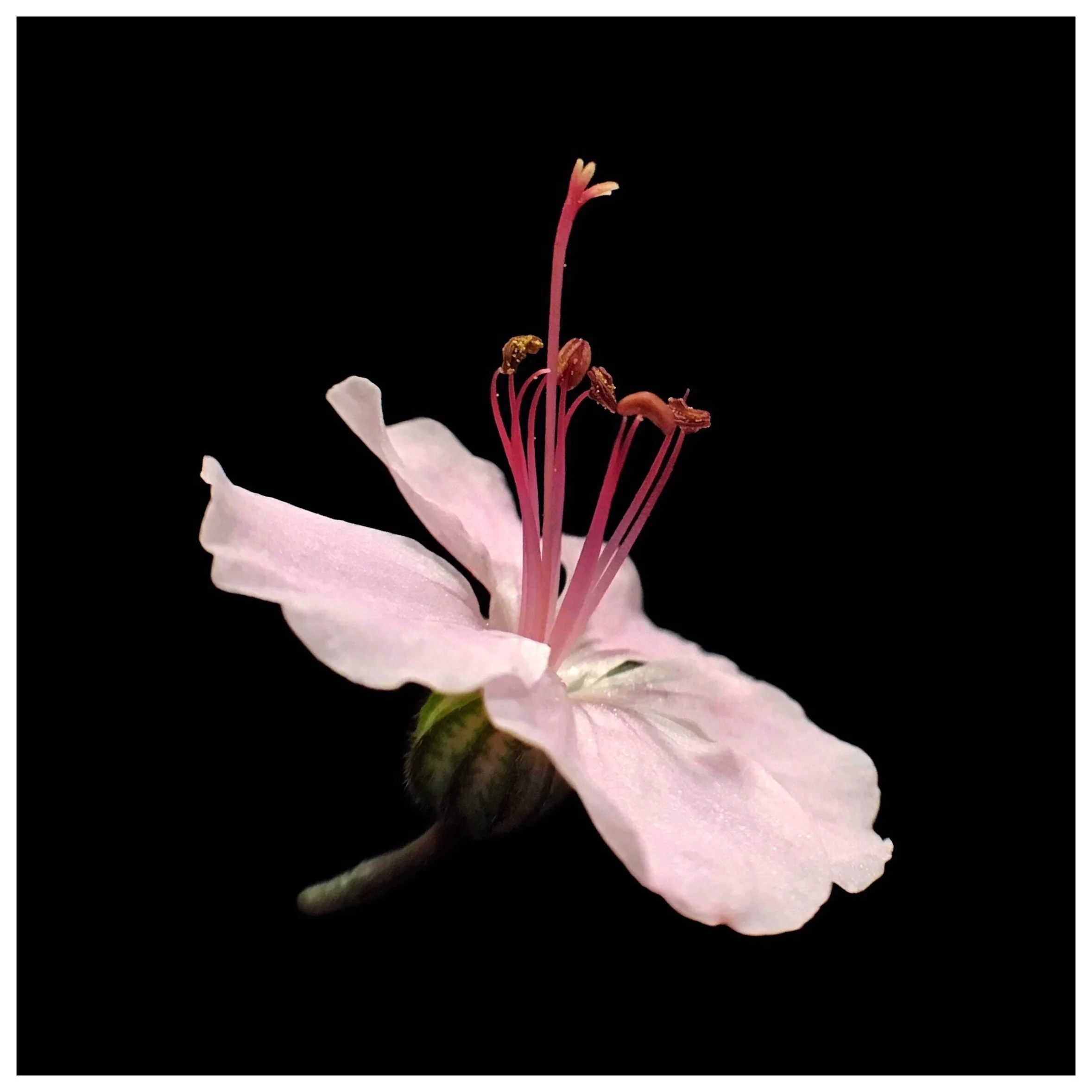 Geranium macrorrhizum