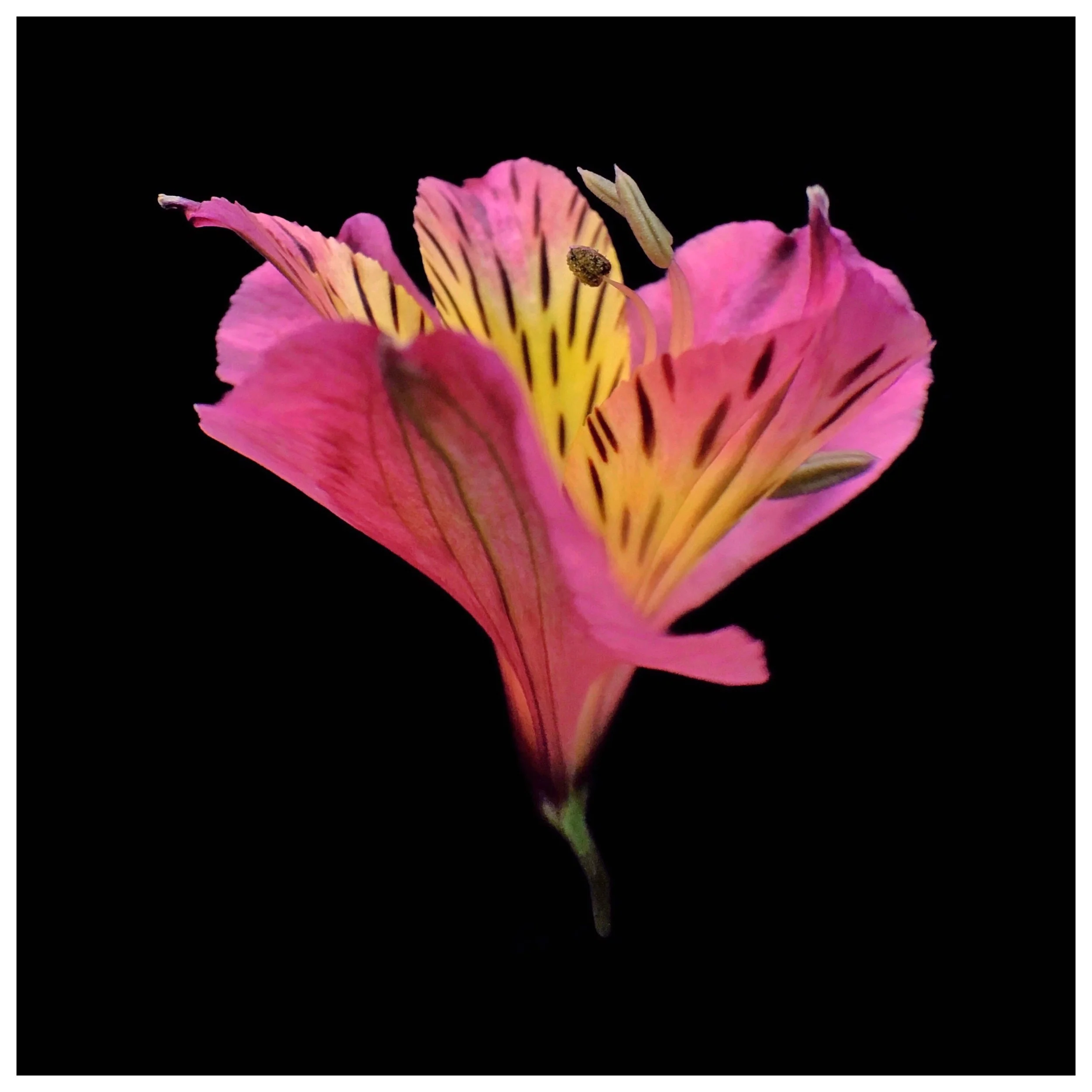 Alstroemeria aurea