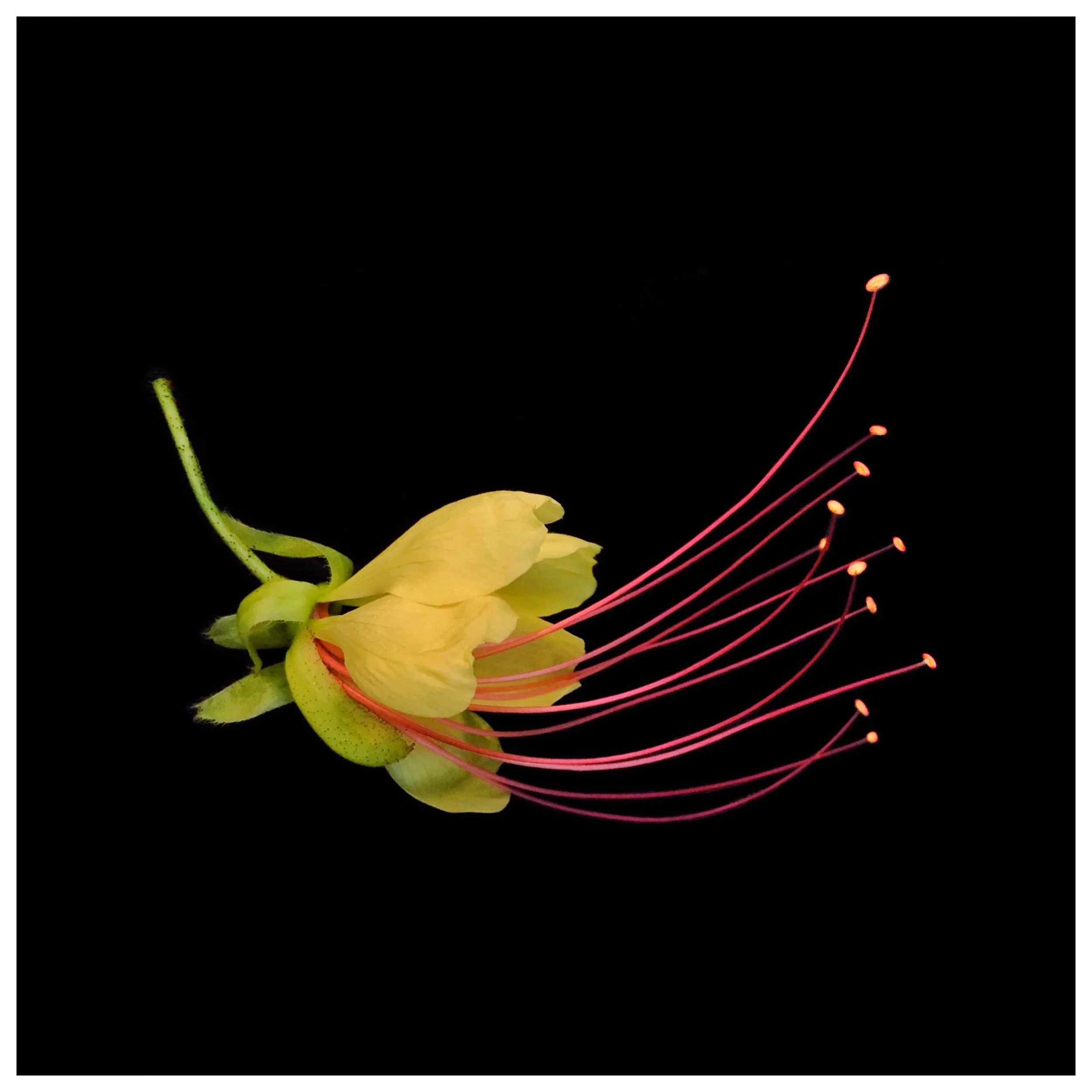 Erythrostemon gilliesii