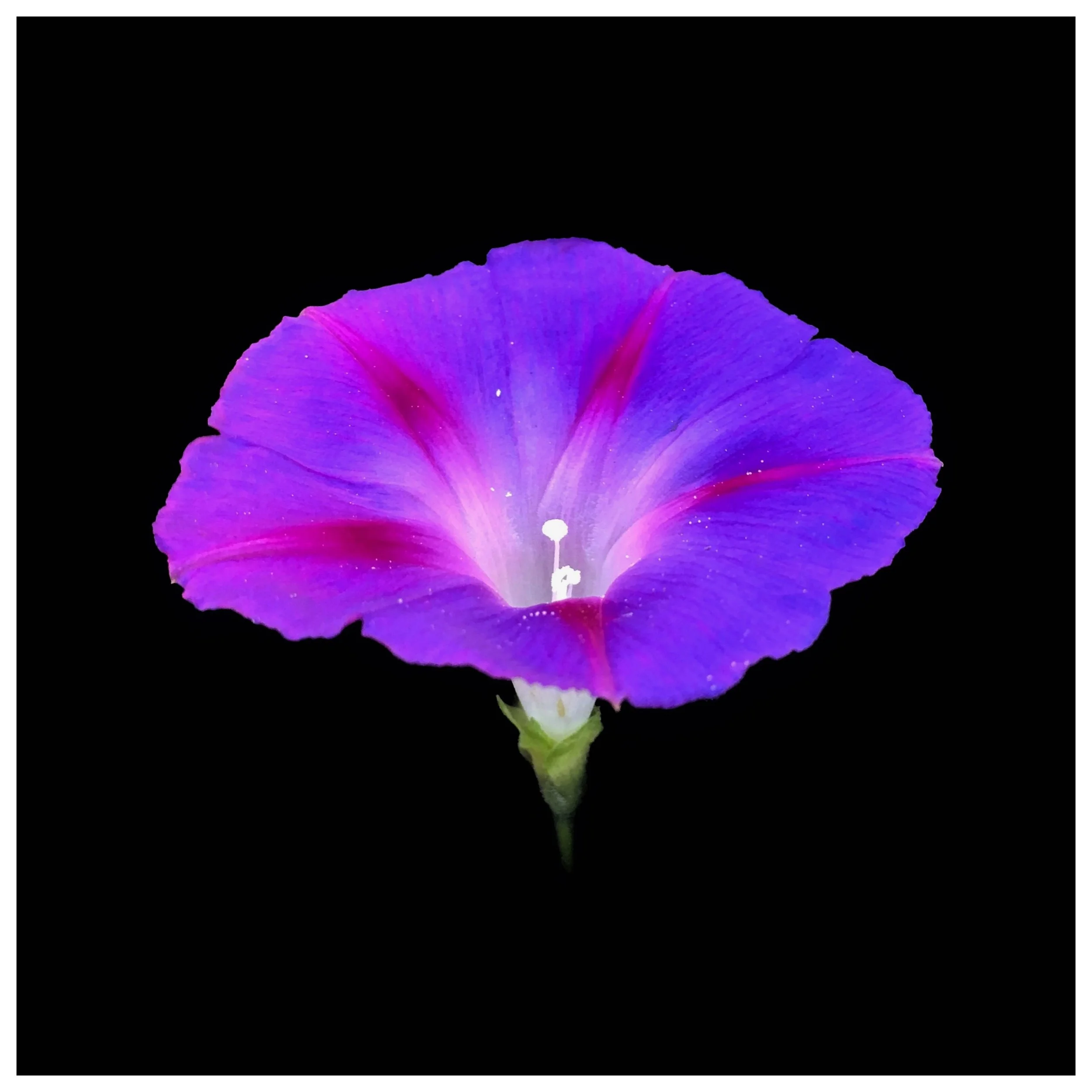 Ipomoea purpurea