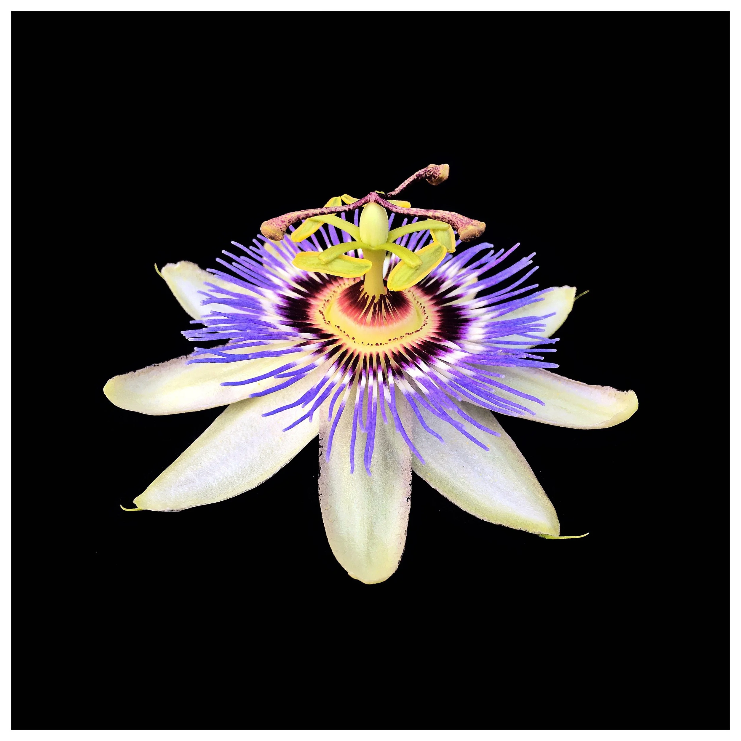Passiflora