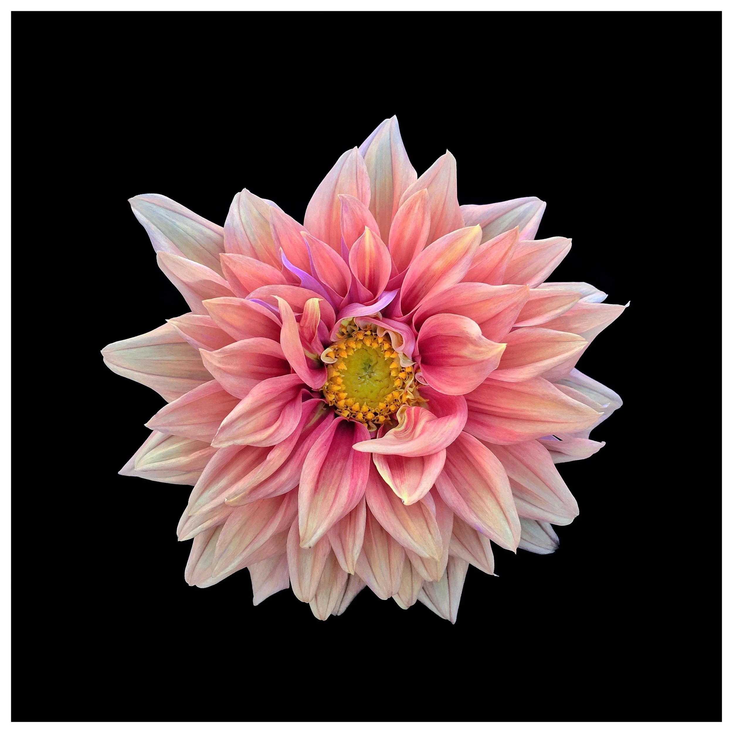 Dahlia