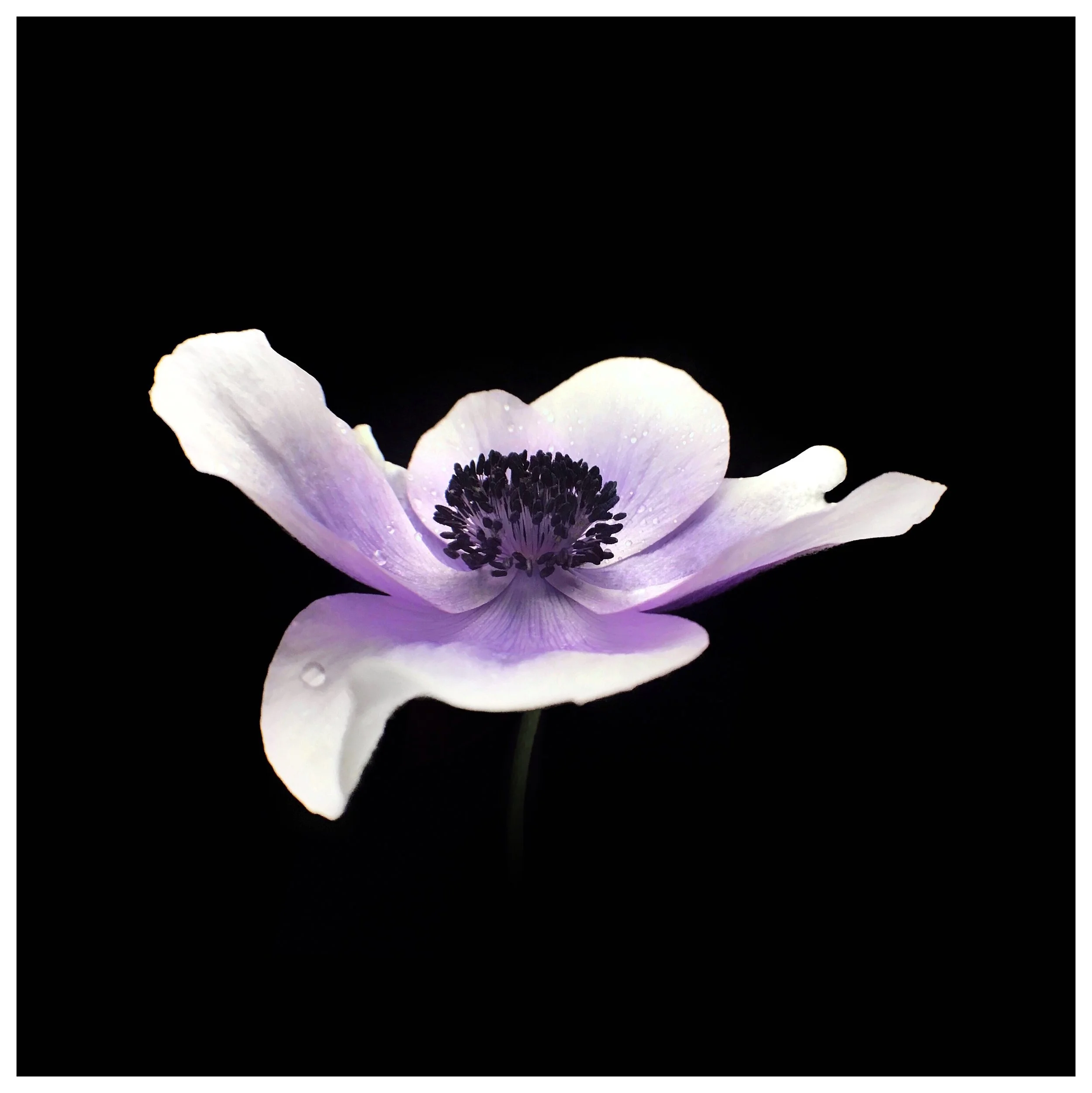 Anemone coronaria 2