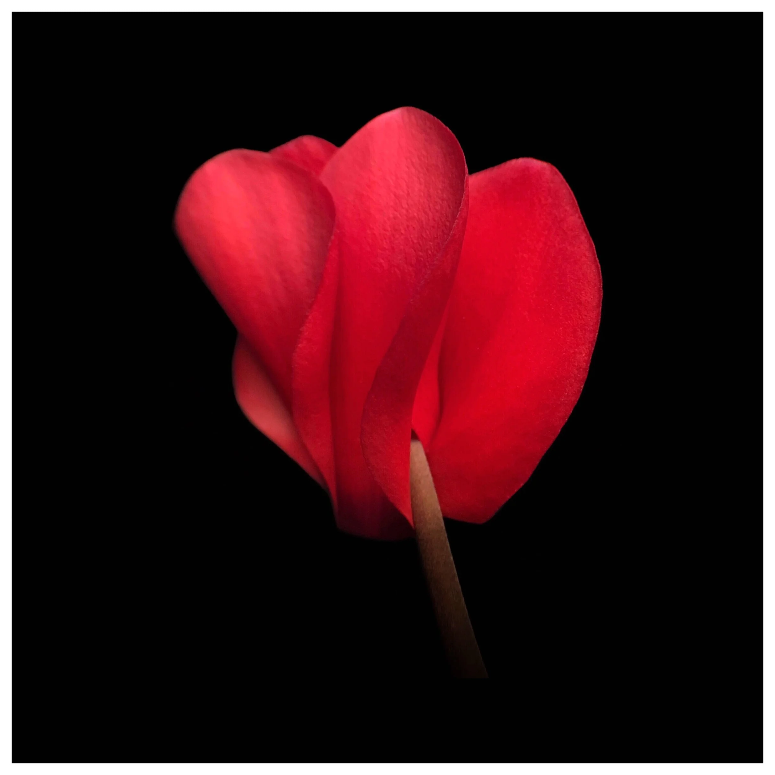 Cyclamen
