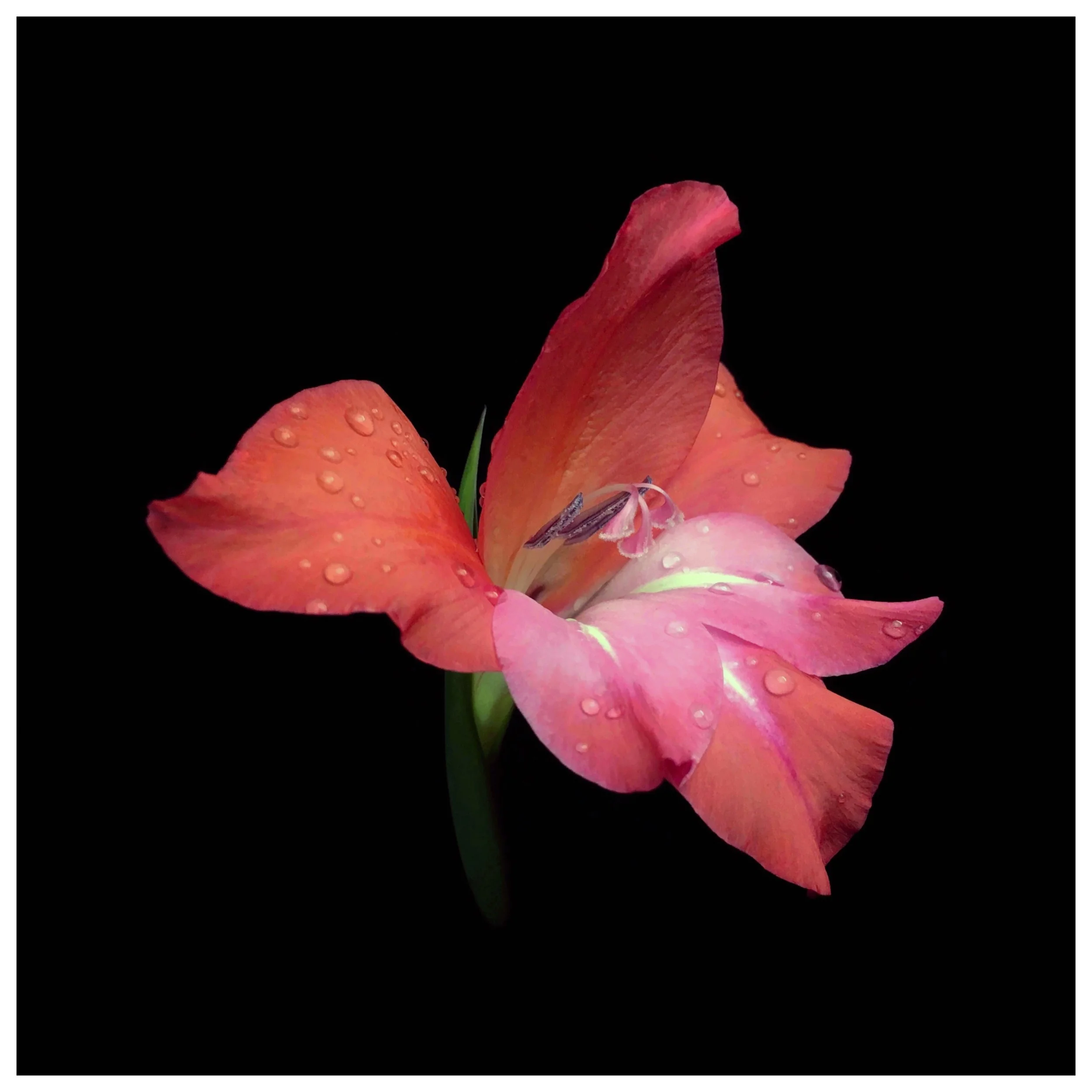 Gladiolus