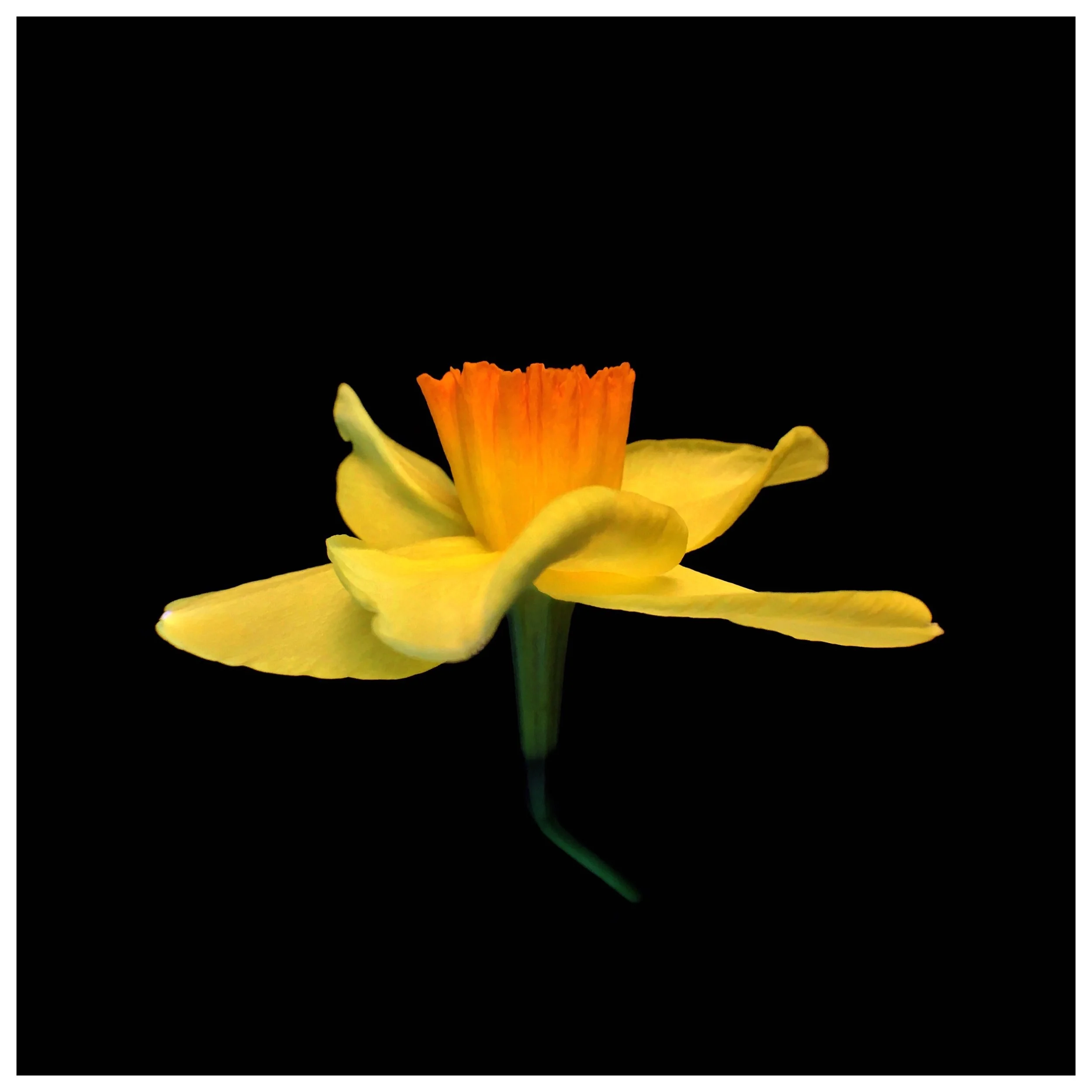 Narcissus incomparabilis