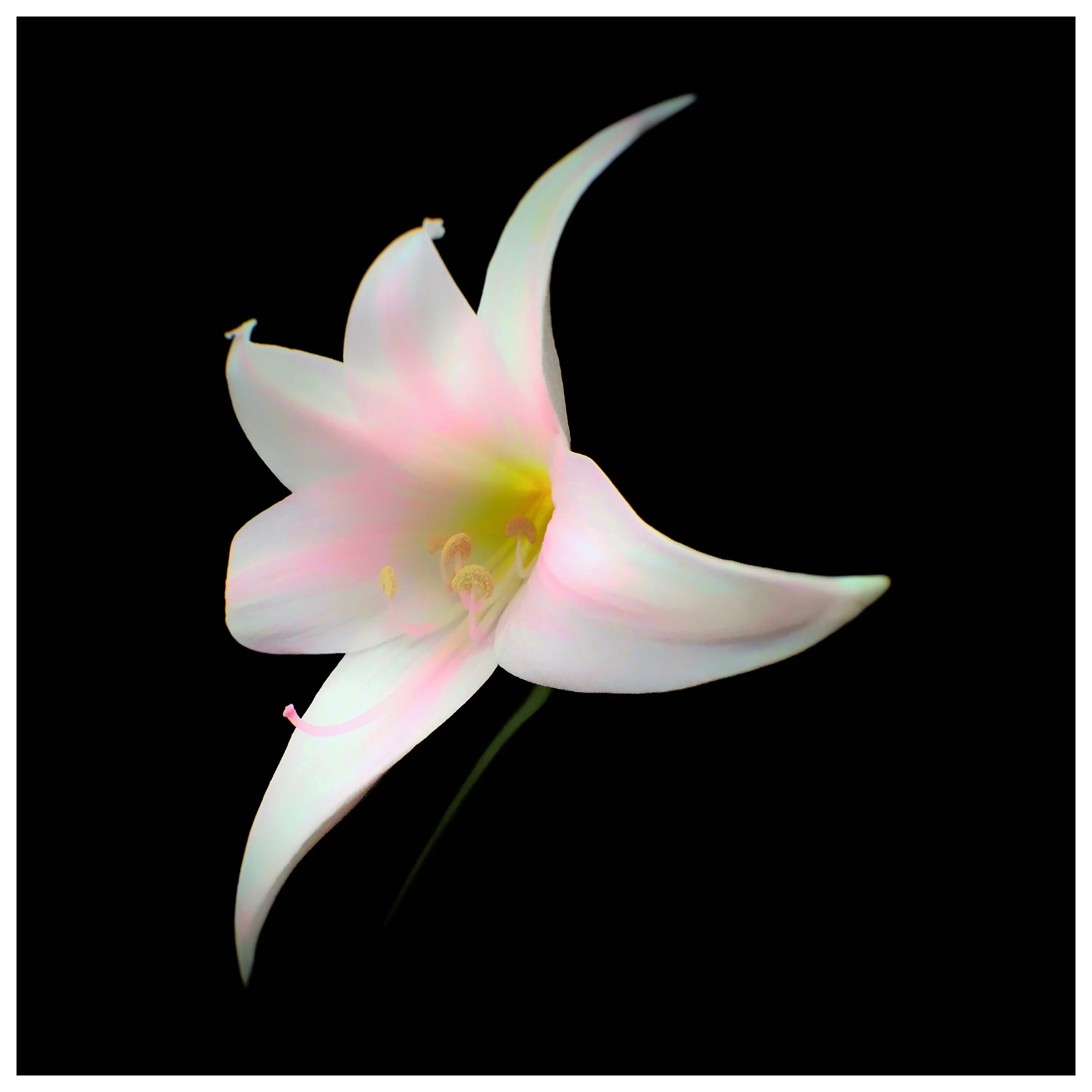 Amaryllis belladonna