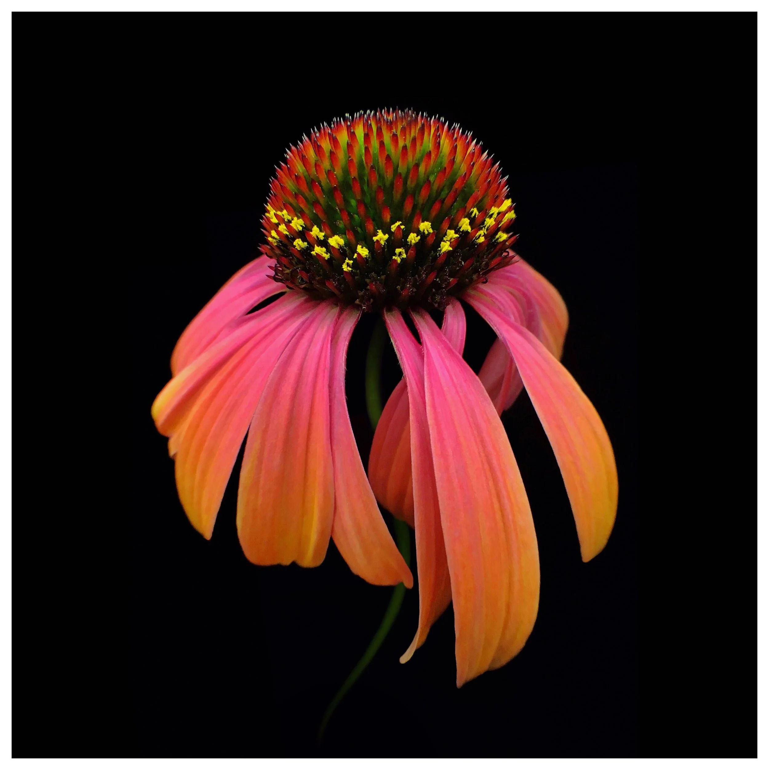 Echinacea paradoxa