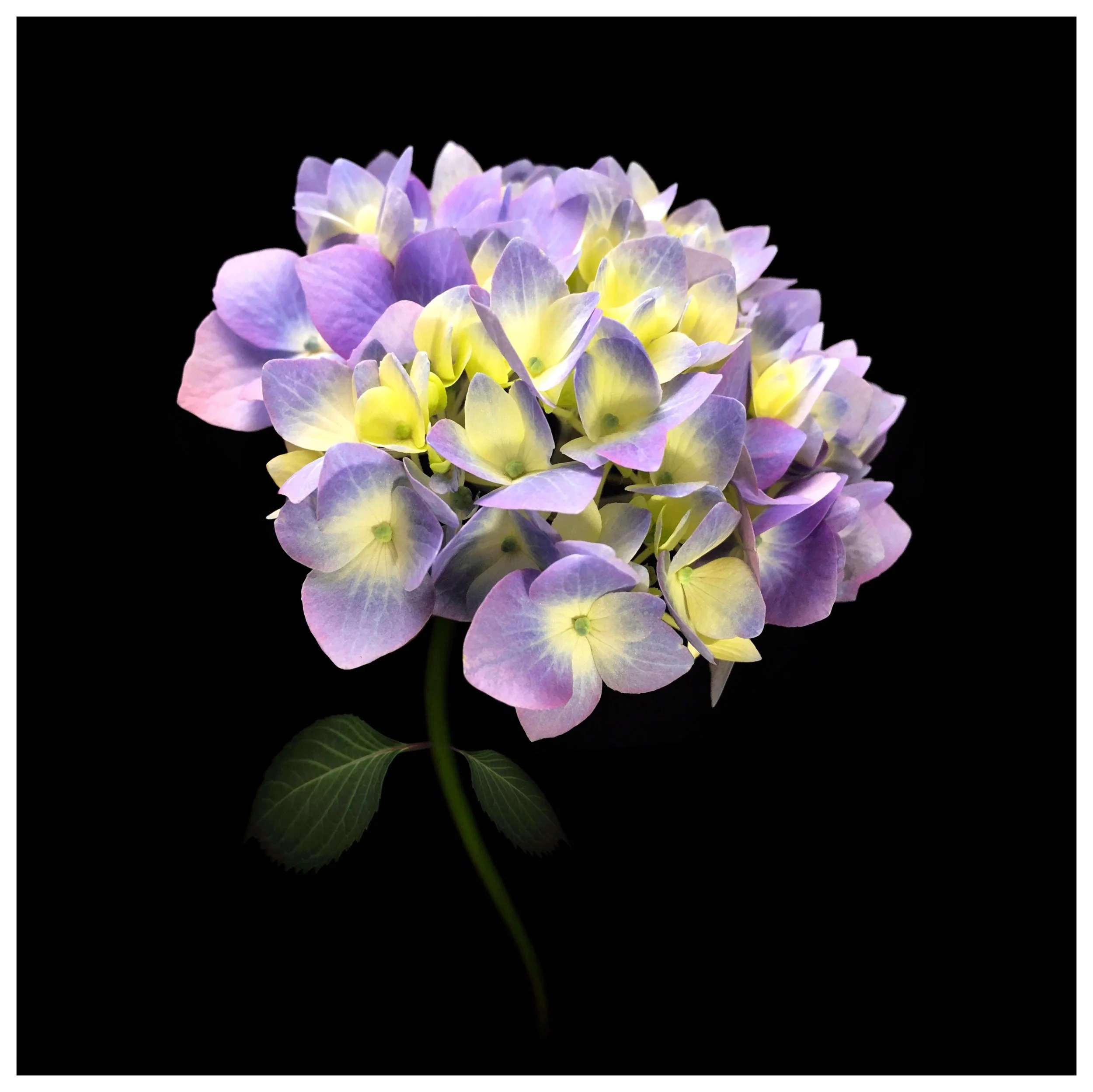 Hydrangea nebulicola