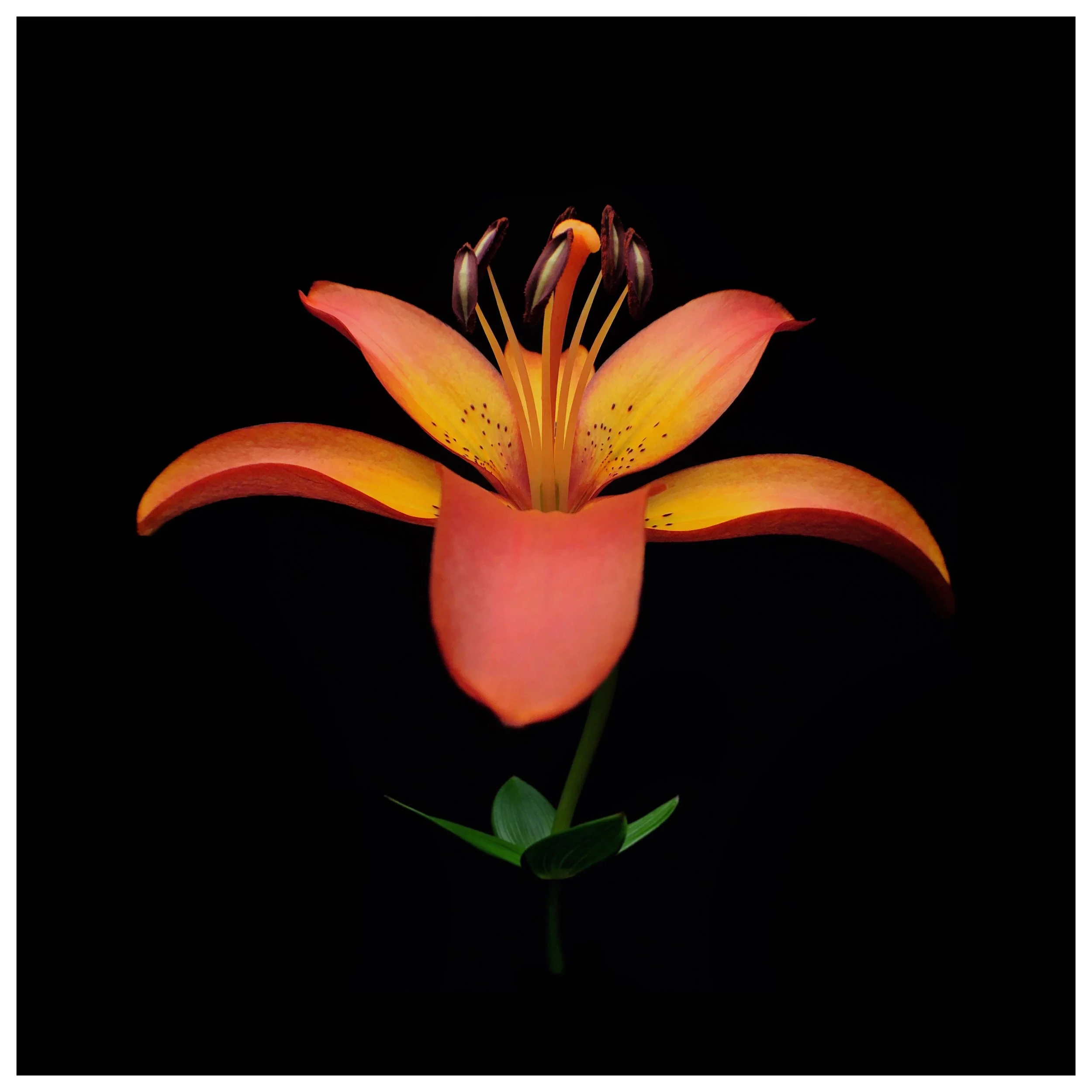 Lilium