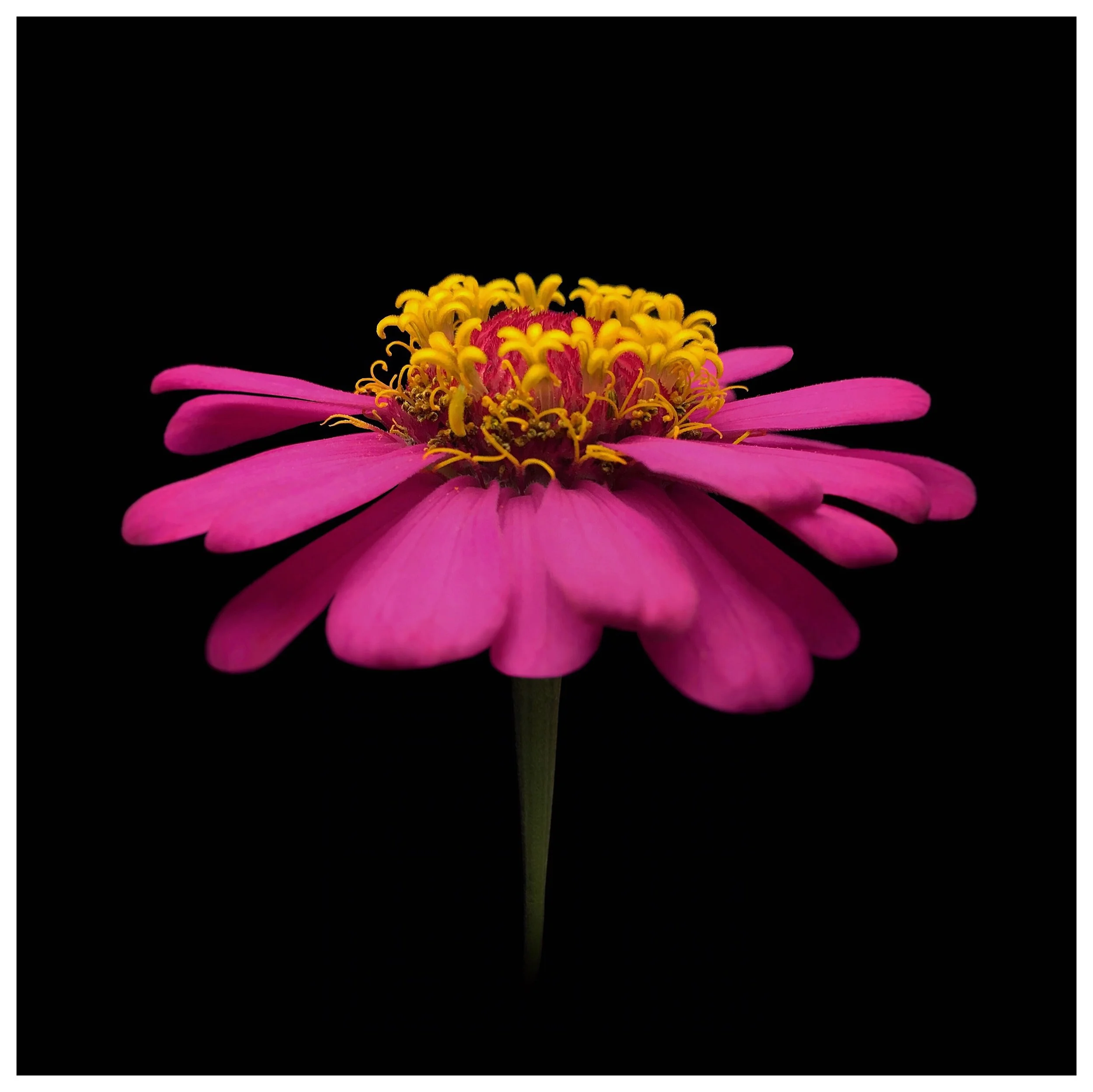 Zinnia elegans