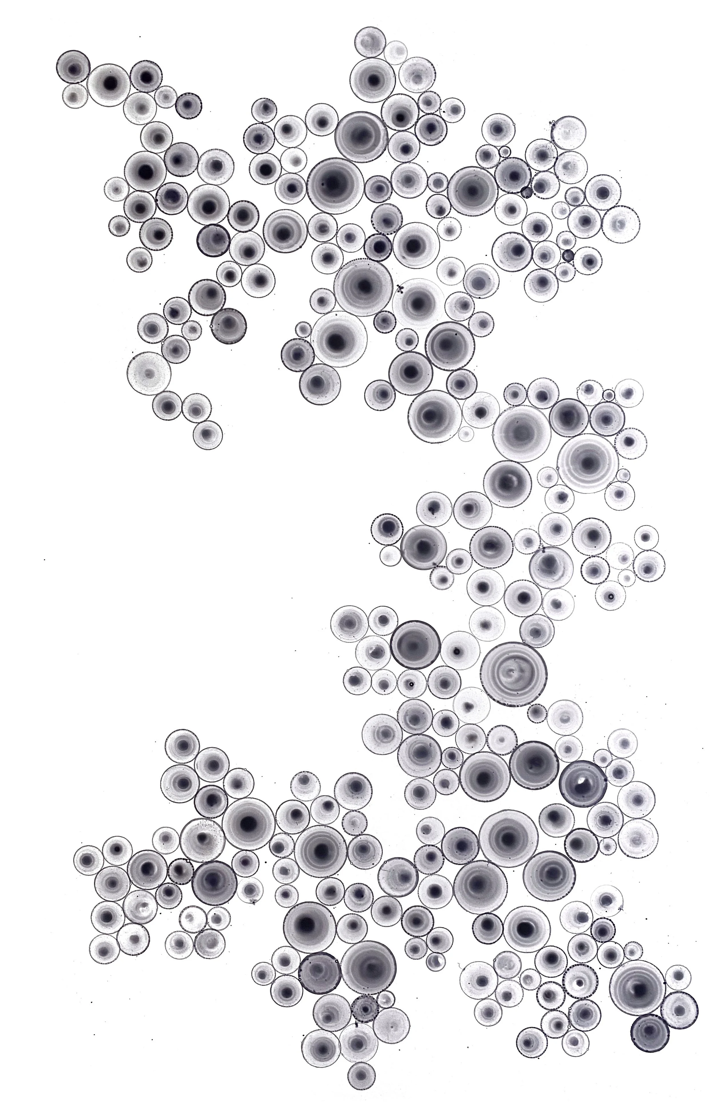 Suds 7 (24' x 40')