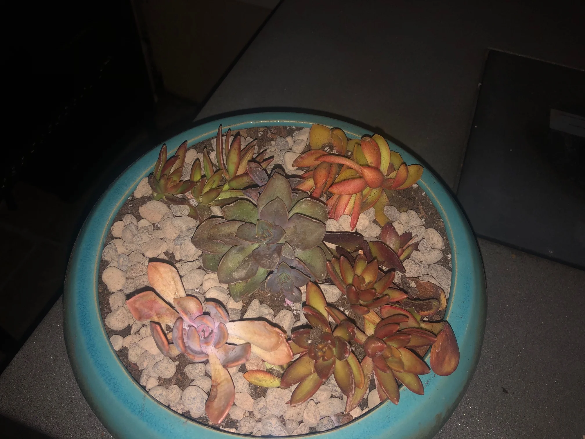 Succulent.jpg