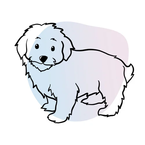 available-maltipoo-puppies.jpg