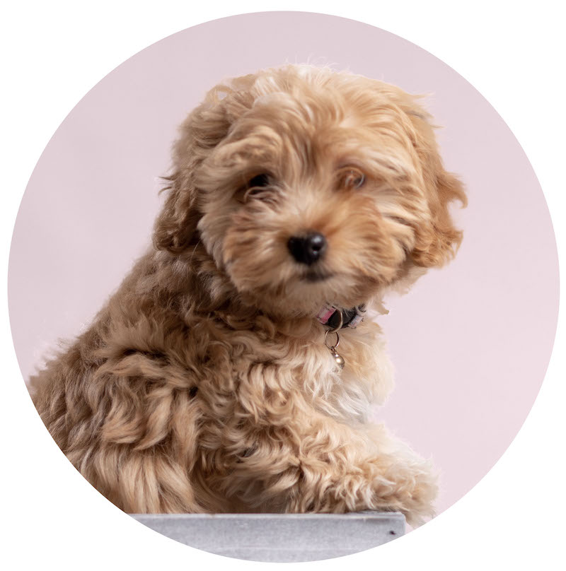 Molly The Maltipoo — Maltipoo Puppies 