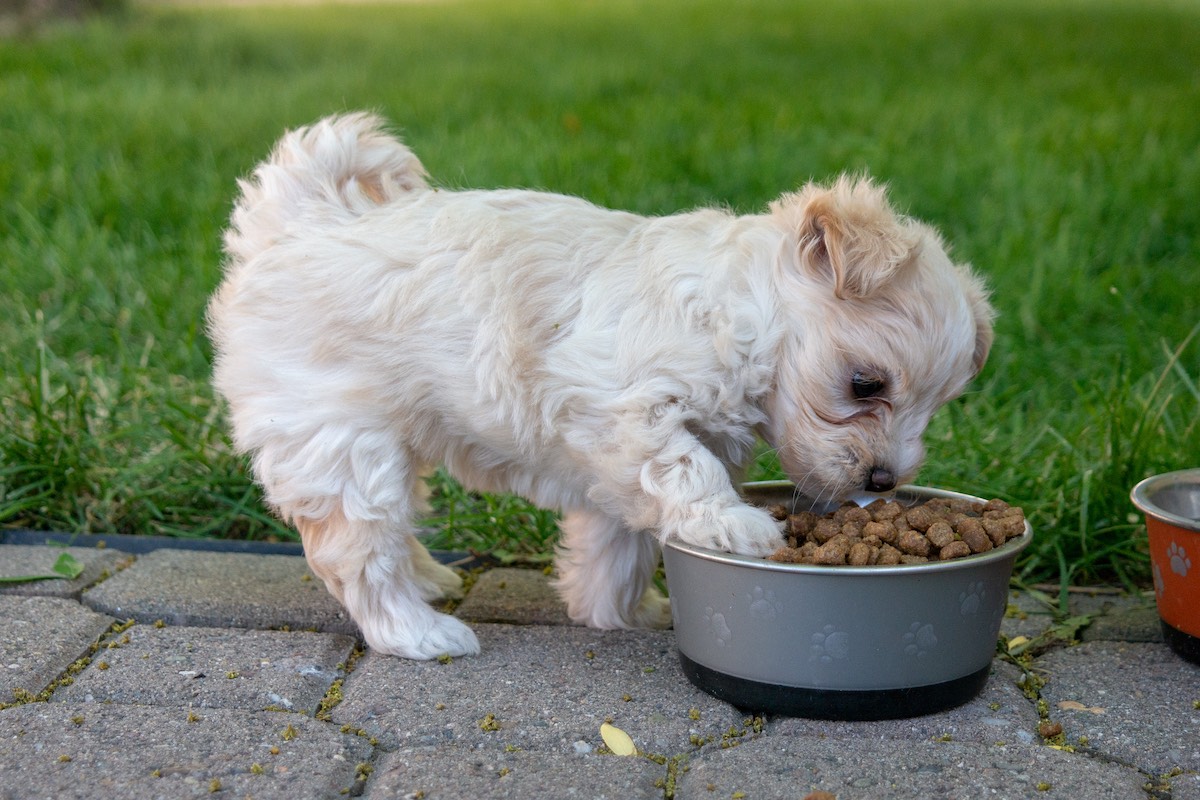best puppy food for maltipoo