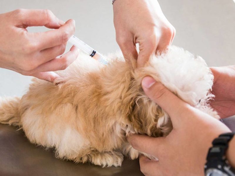 maltipoo-vaccines.jpg