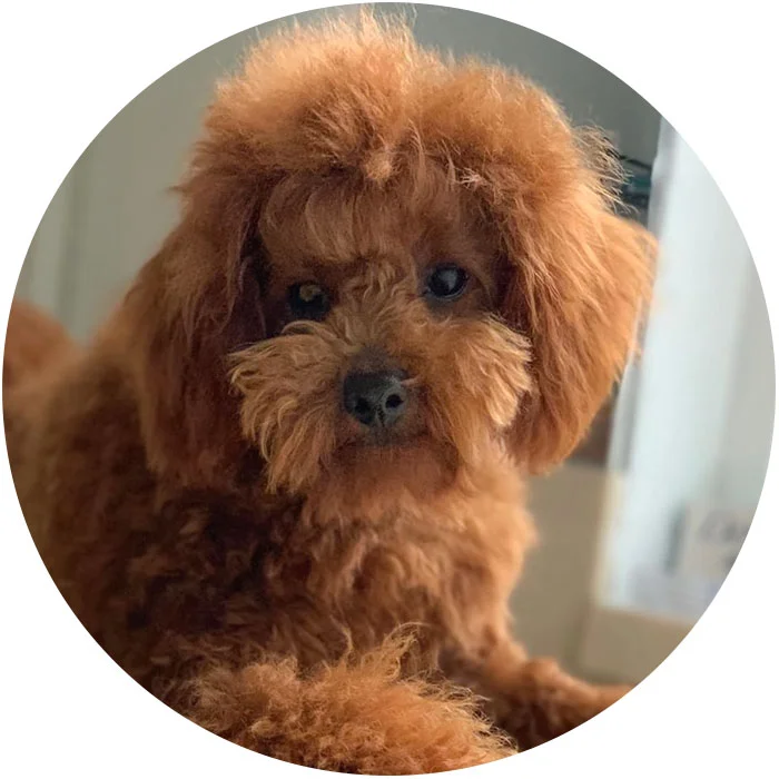 toy-poodle-Harvey.jpg