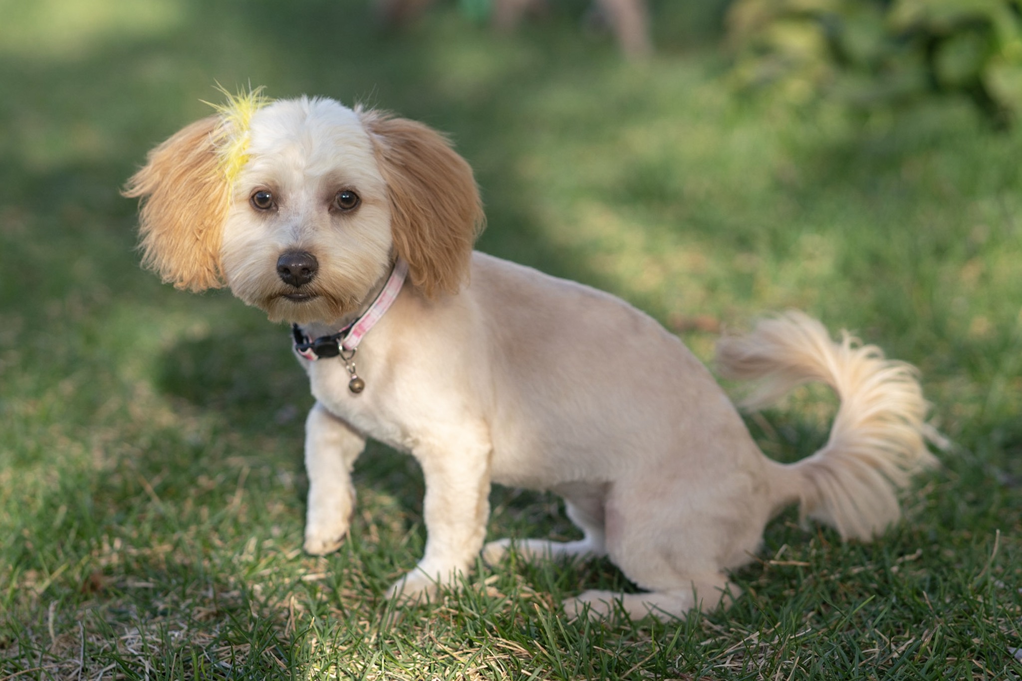 f2 maltipoo for sale