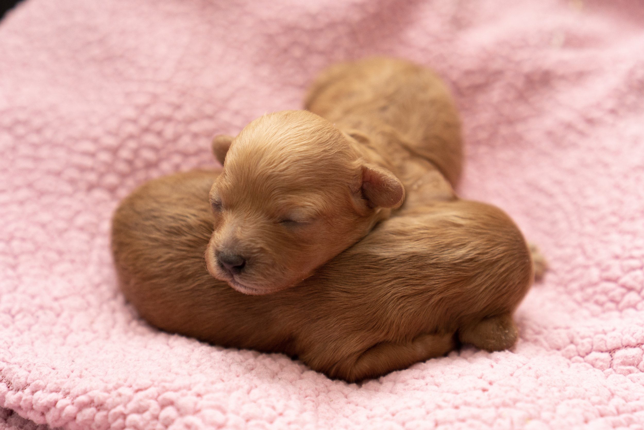 1 week old